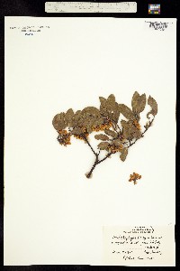 Arctostaphylos manzanita ssp. laevigata image