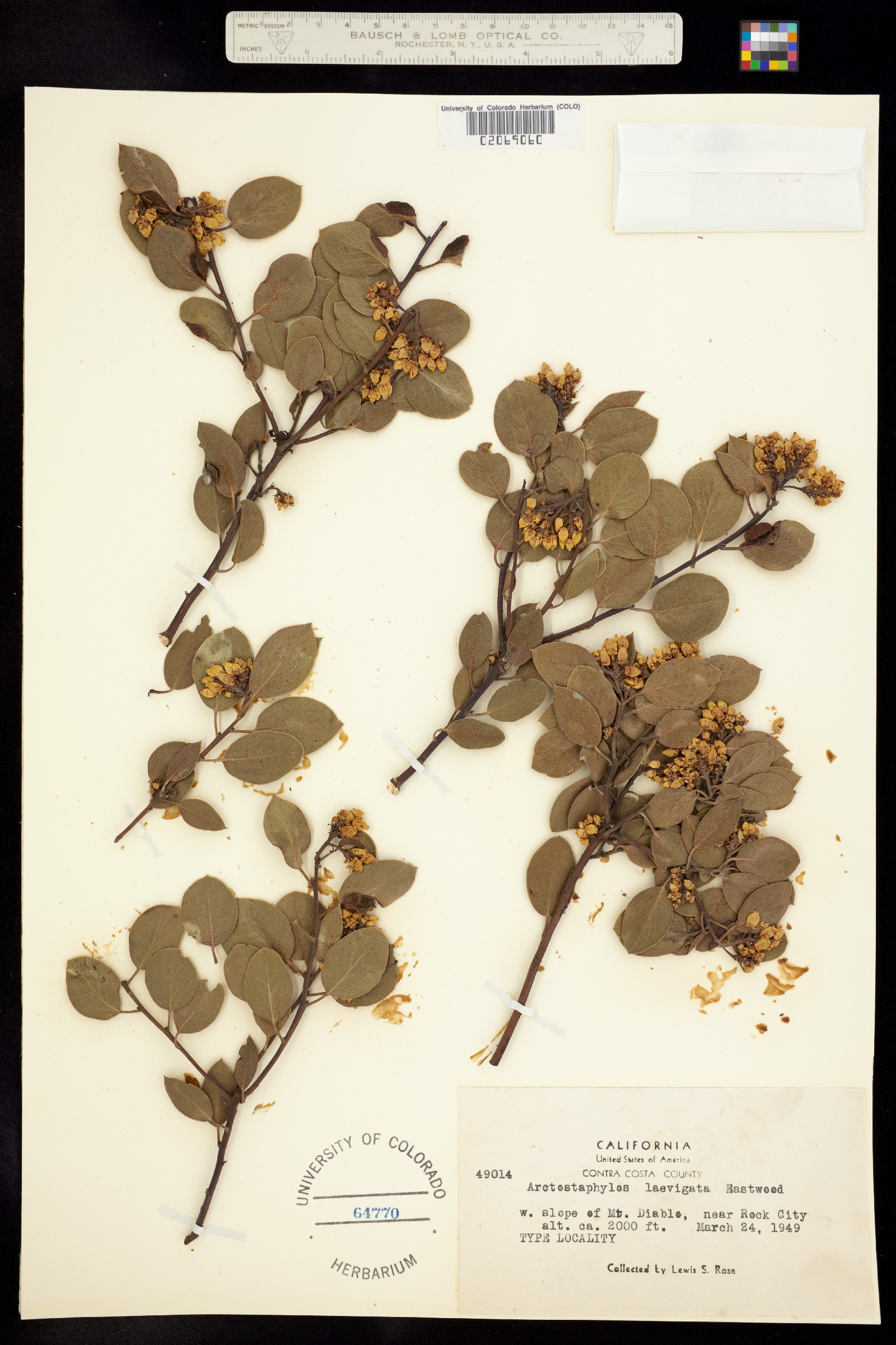 Arctostaphylos manzanita ssp. laevigata image