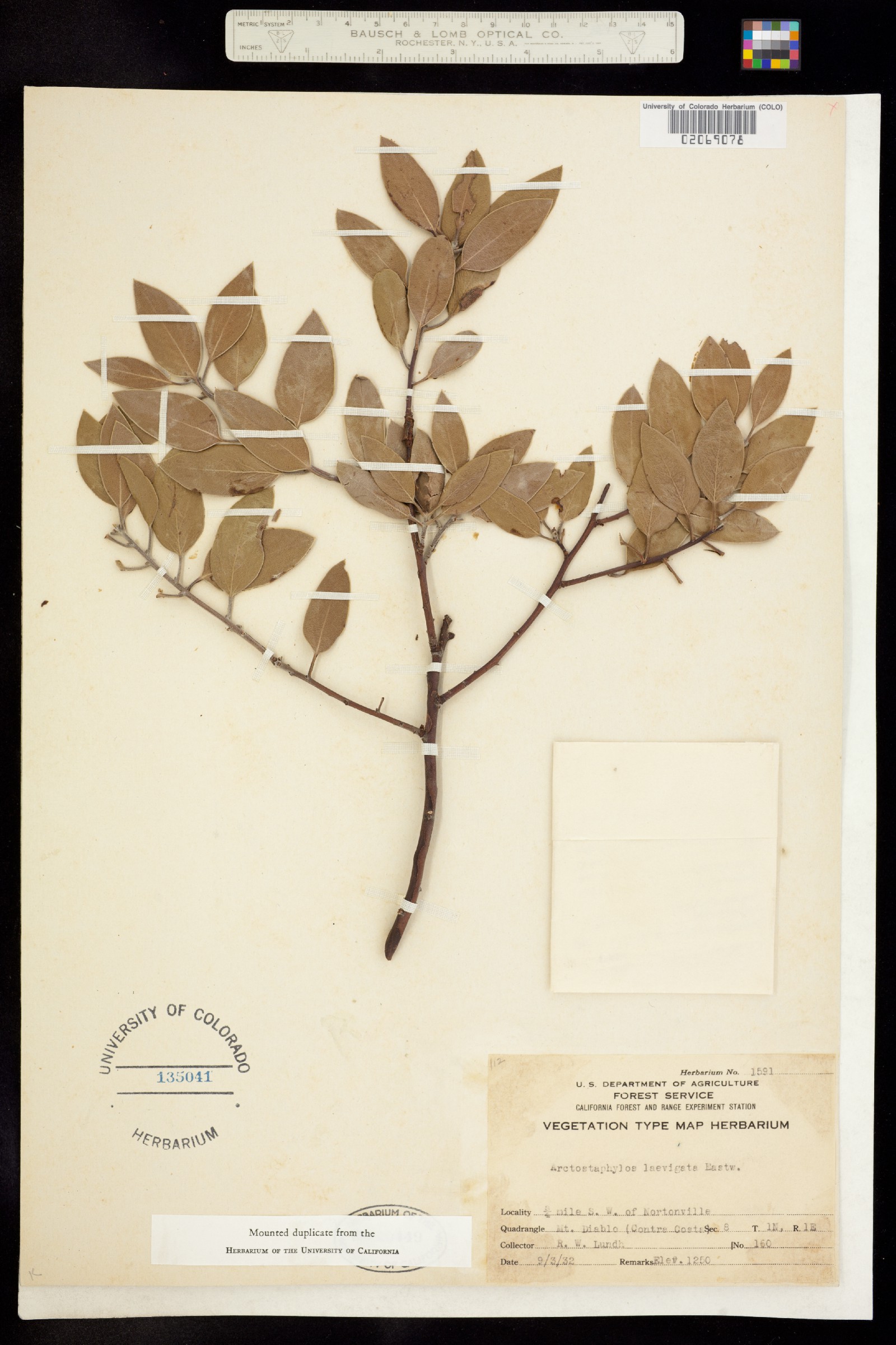 Arctostaphylos manzanita ssp. laevigata image