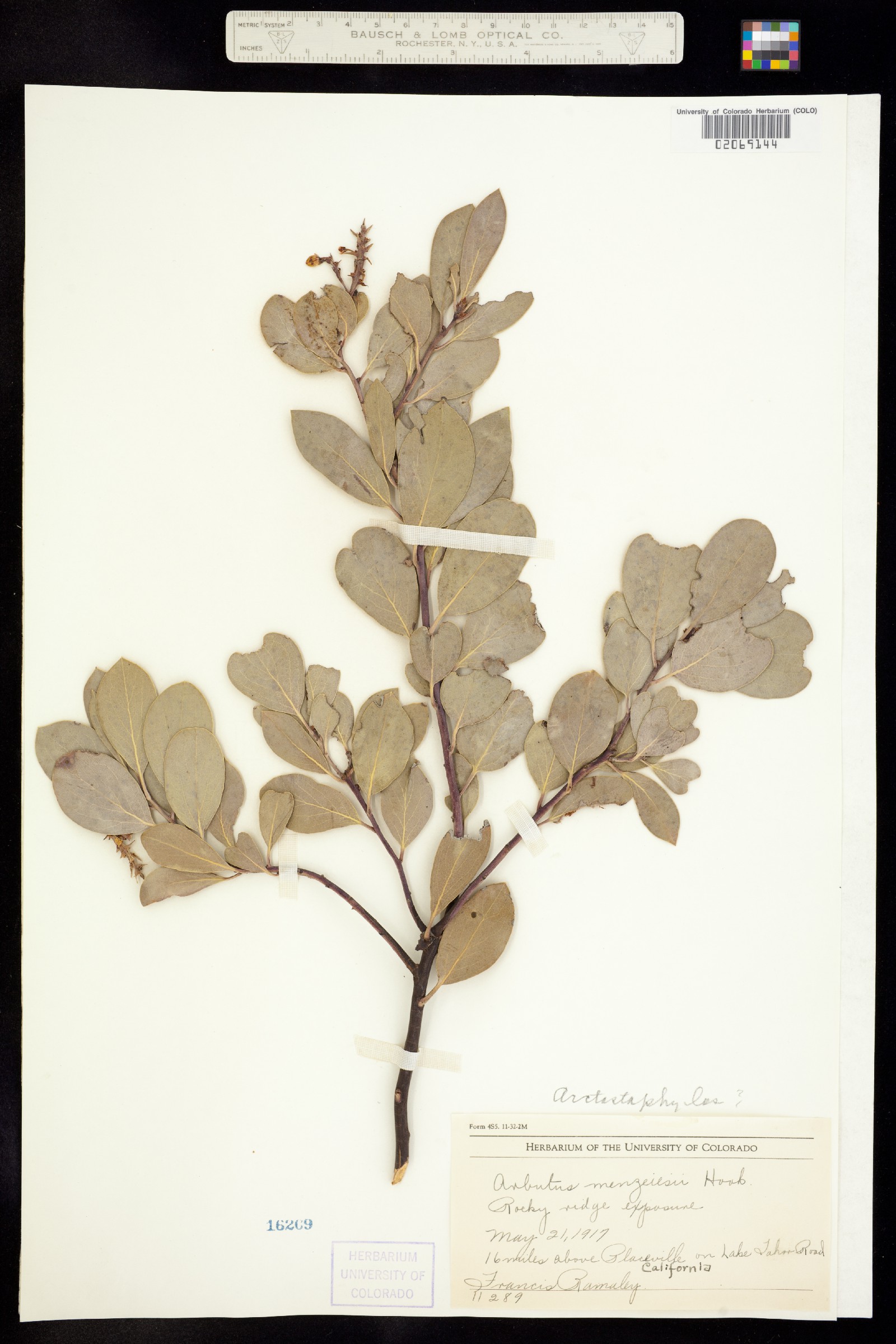 Arctostaphylos manzanita image