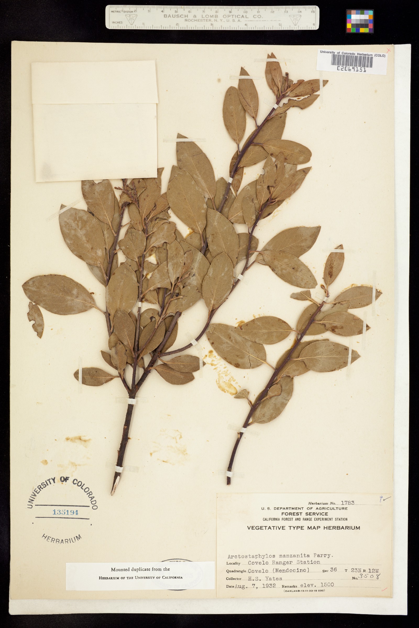 Arctostaphylos manzanita image