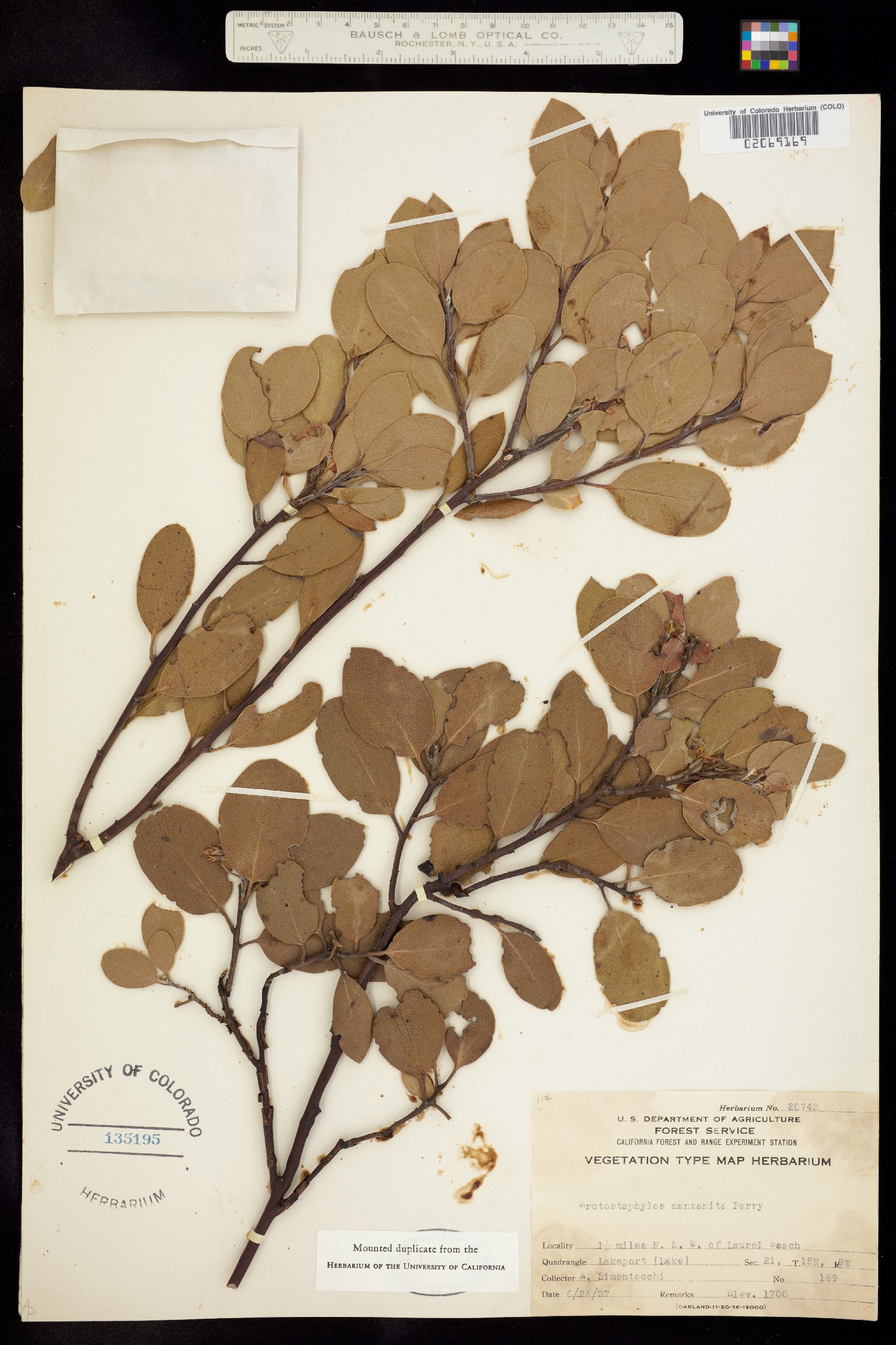 Arctostaphylos manzanita image