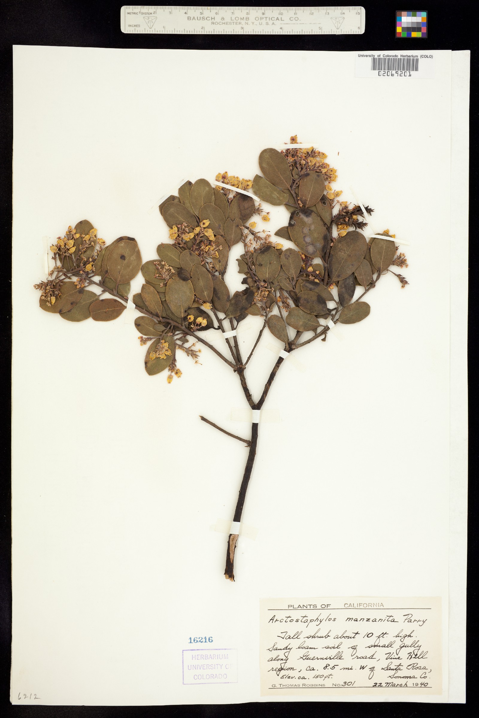 Arctostaphylos manzanita image