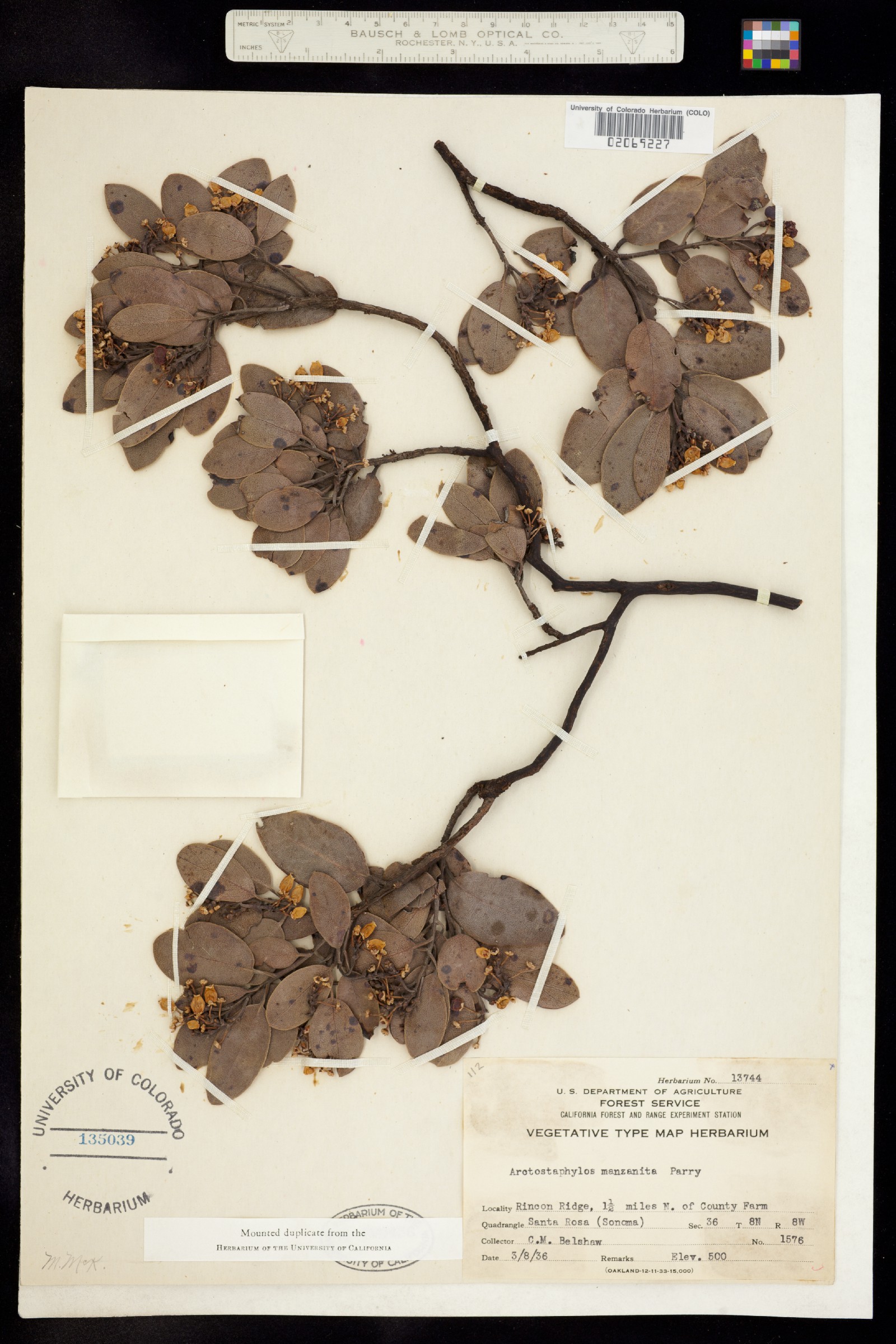 Arctostaphylos manzanita image