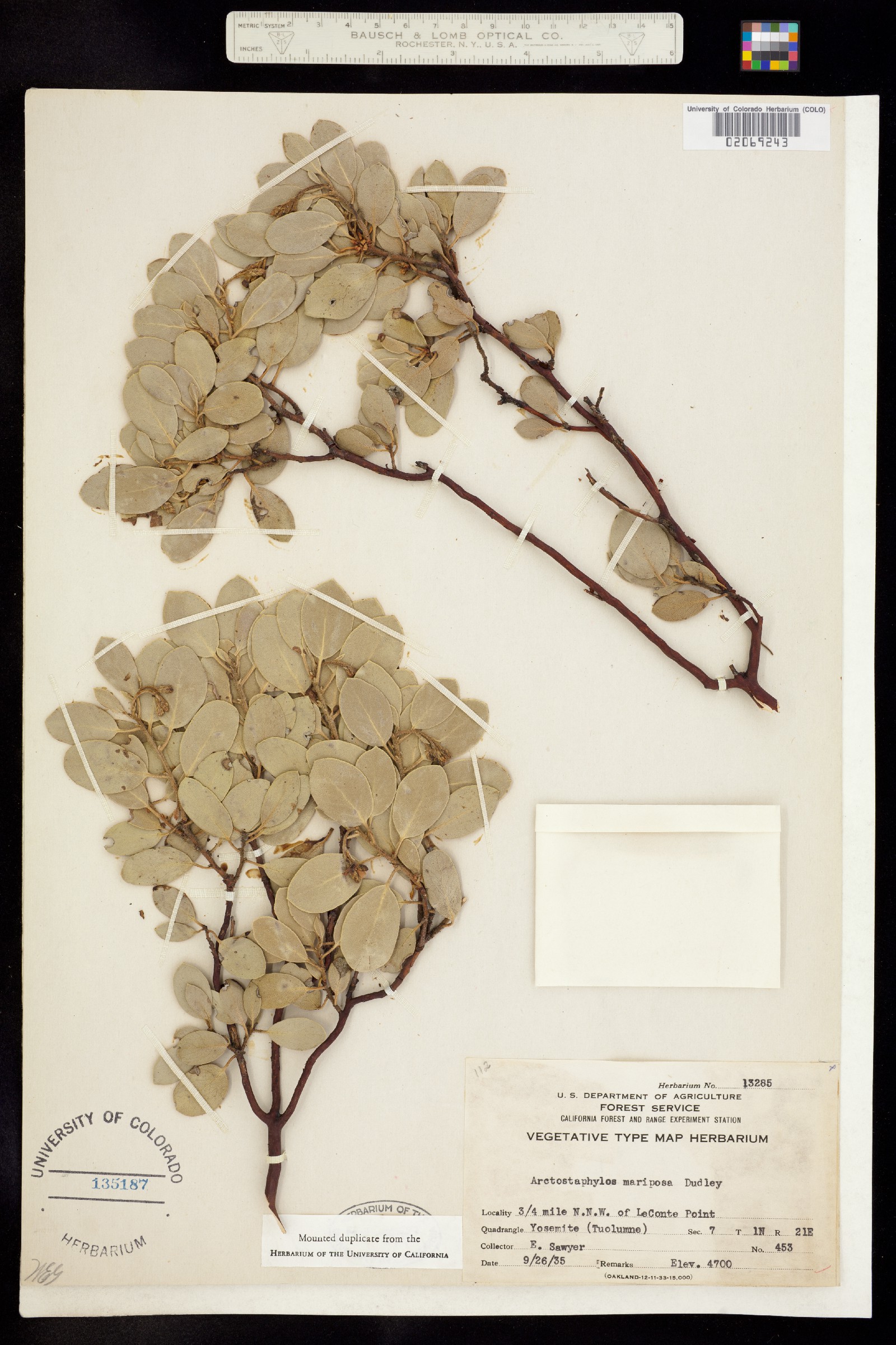 Arctostaphylos viscida ssp. mariposa image