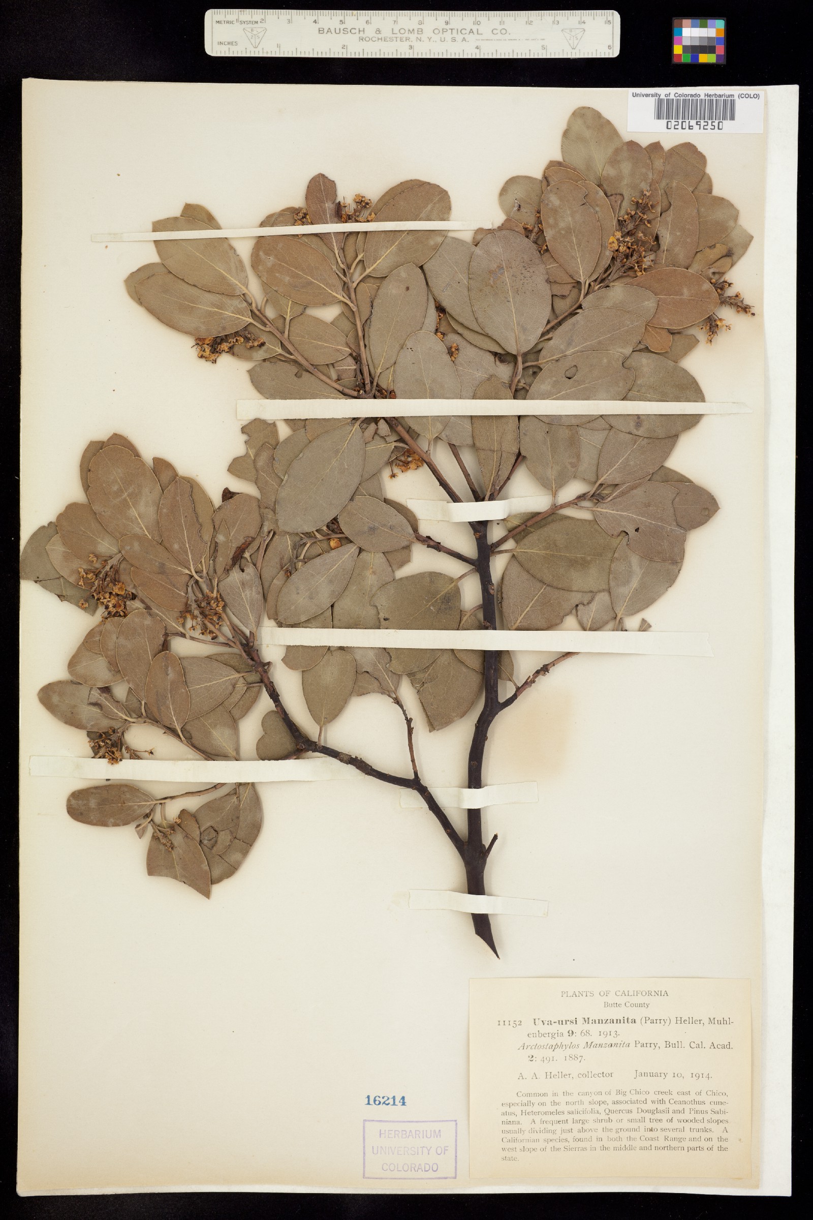 Arctostaphylos manzanita image