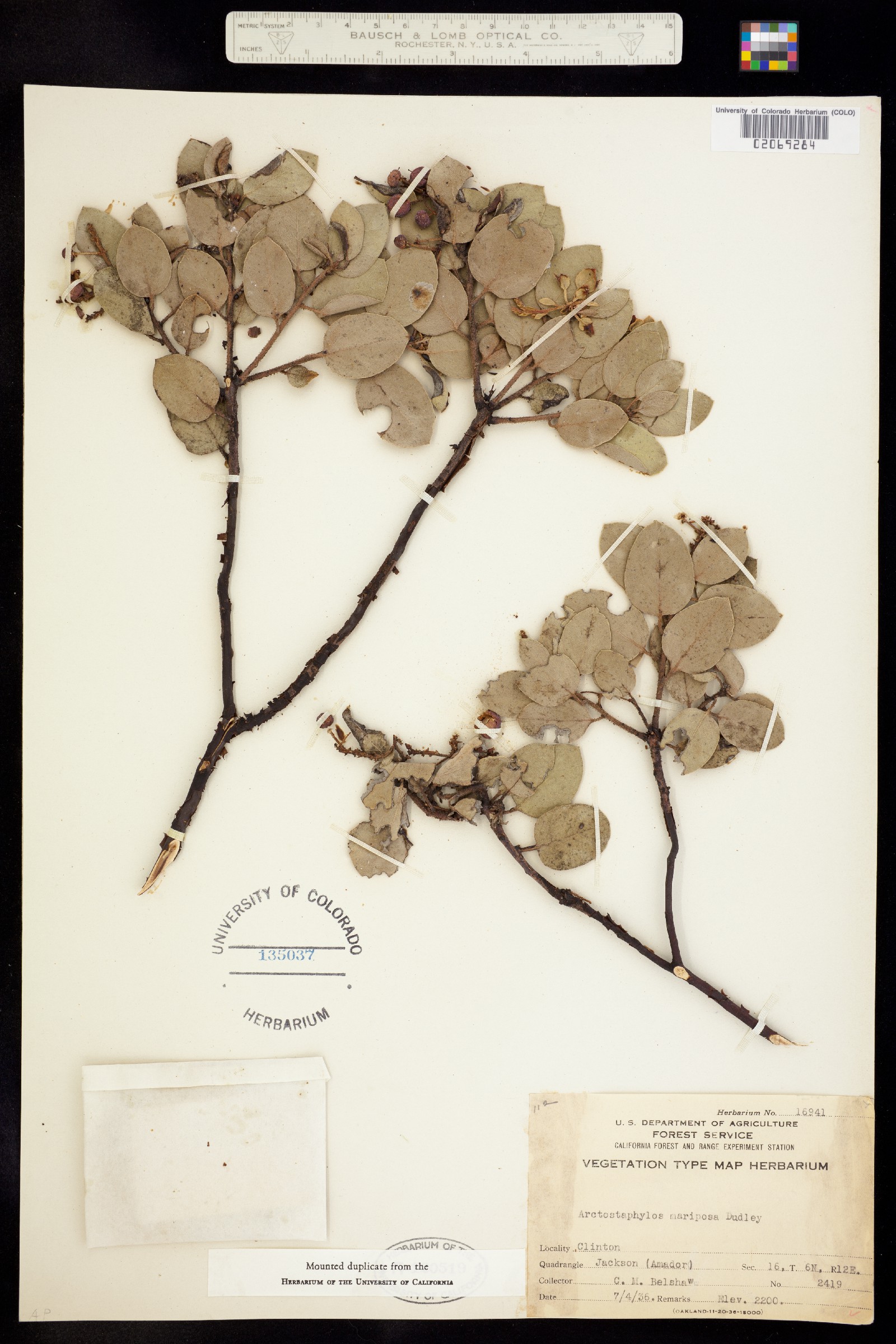 Arctostaphylos viscida ssp. mariposa image