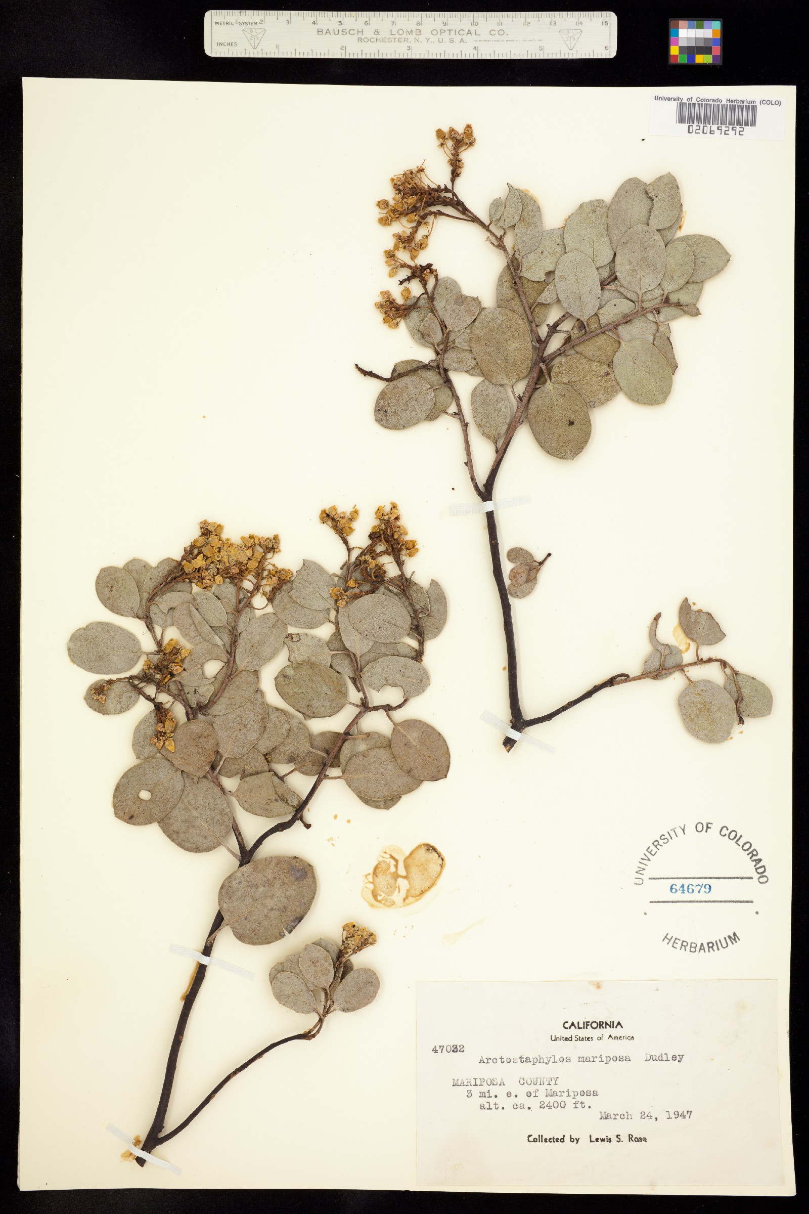 Arctostaphylos viscida ssp. mariposa image