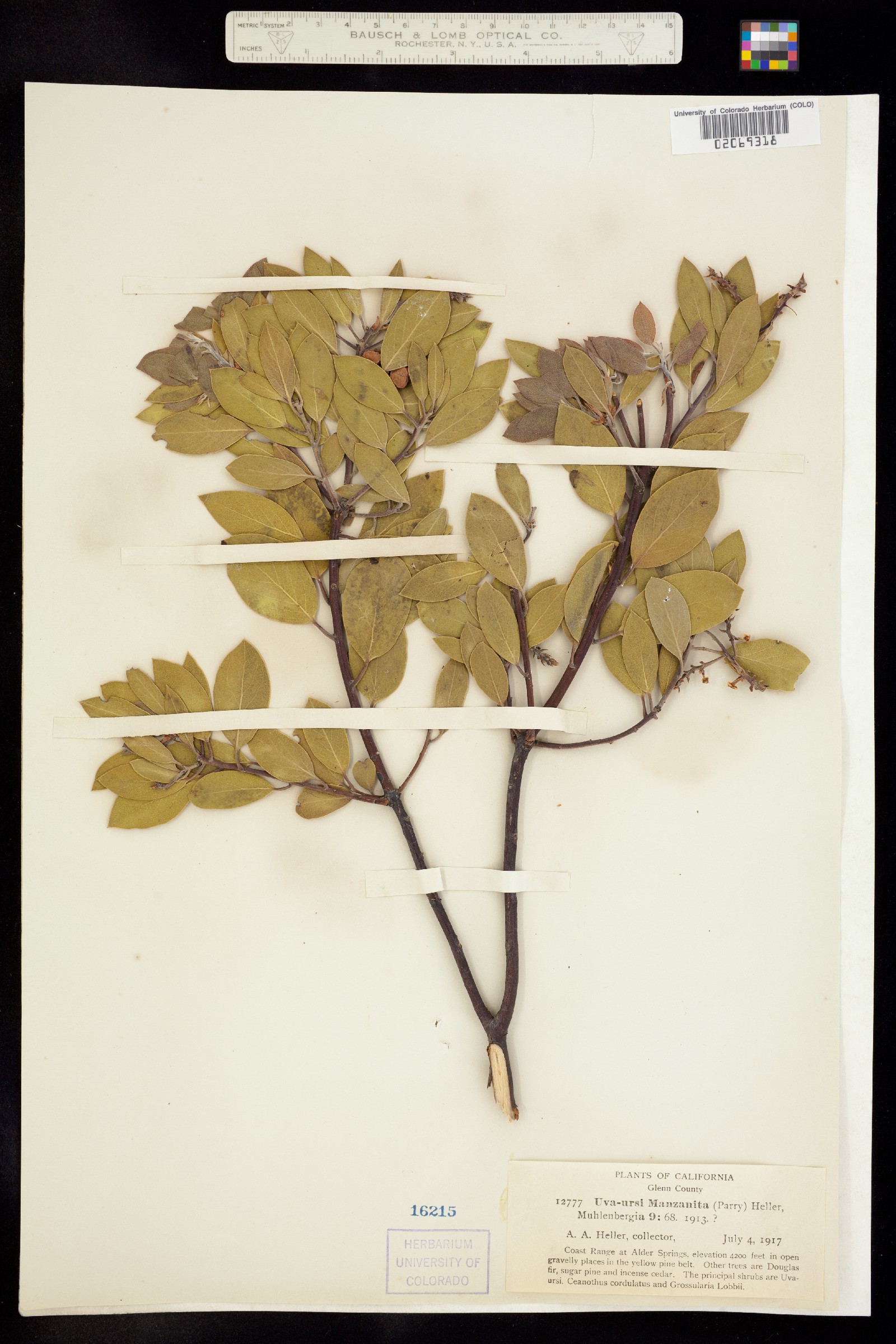 Arctostaphylos manzanita image