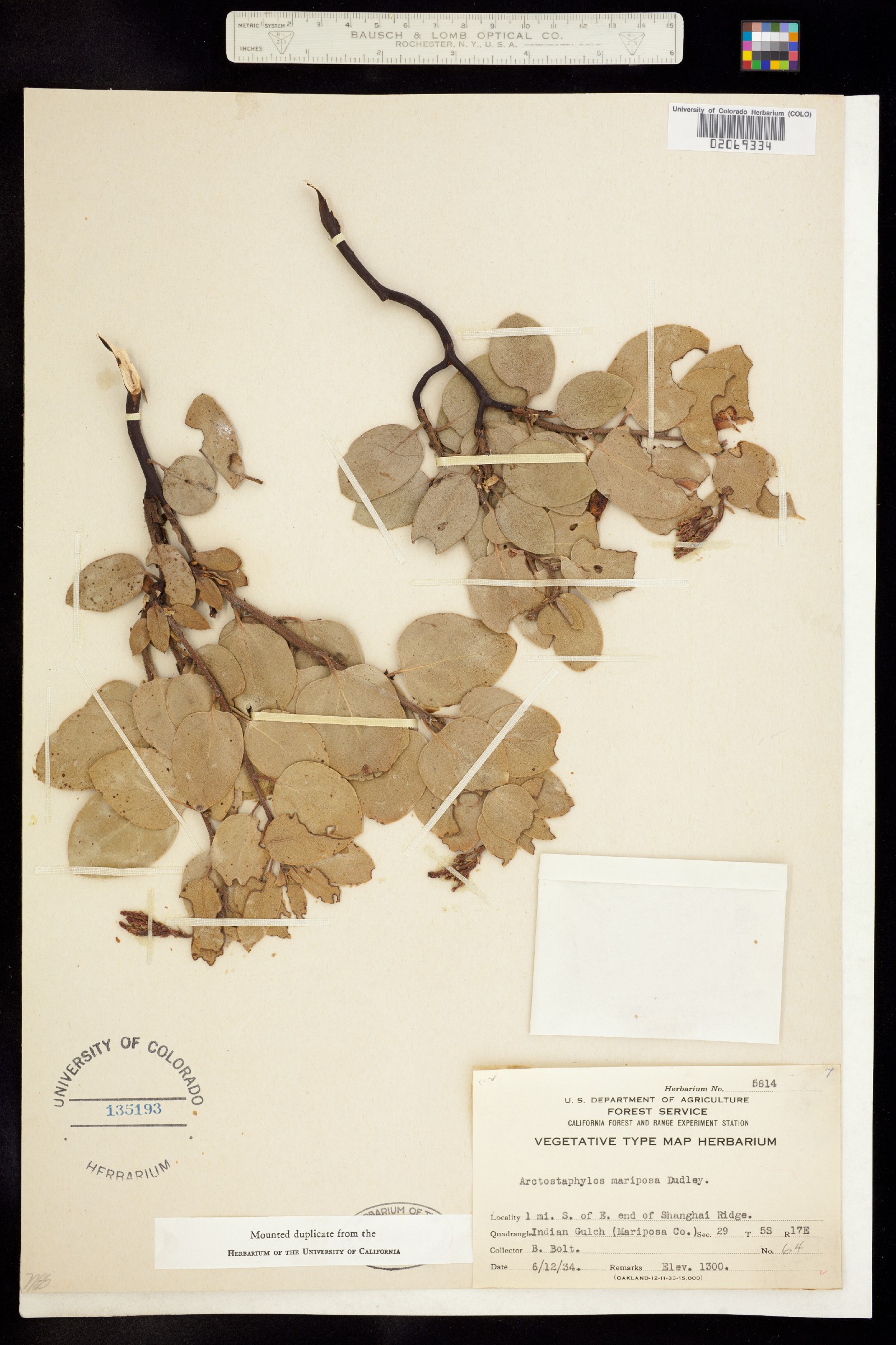 Arctostaphylos viscida ssp. mariposa image