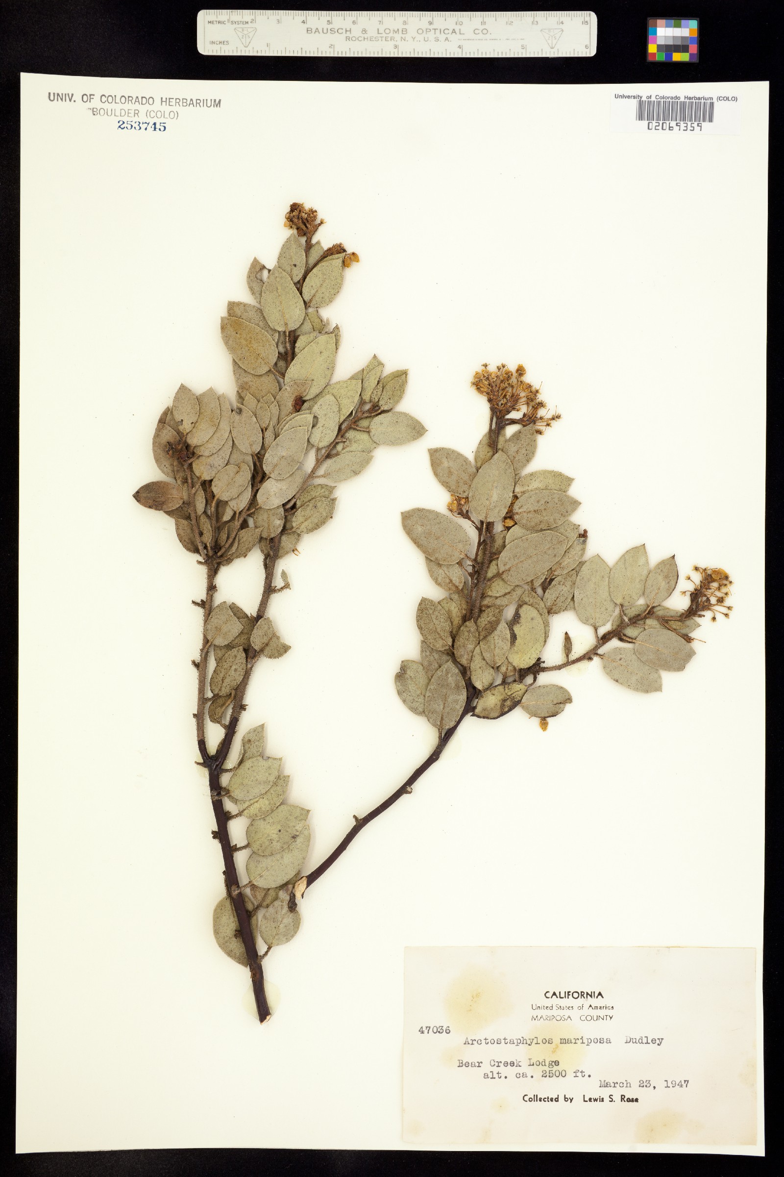 Arctostaphylos viscida ssp. mariposa image