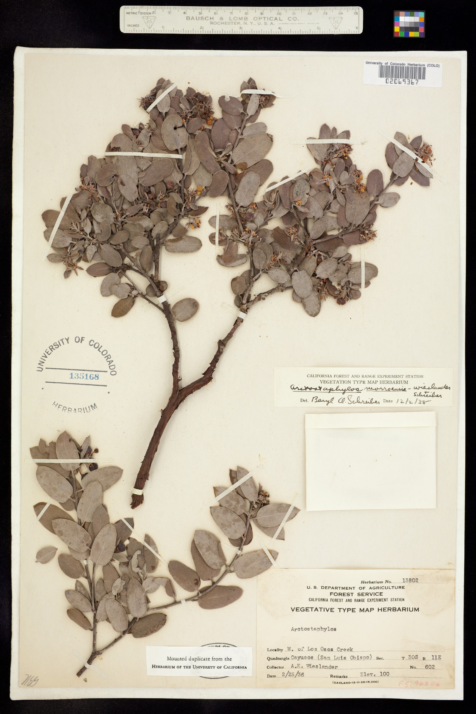 Arctostaphylos morroensis image