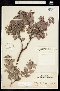 Image of Arctostaphylos morroensis