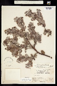 Arctostaphylos morroensis image