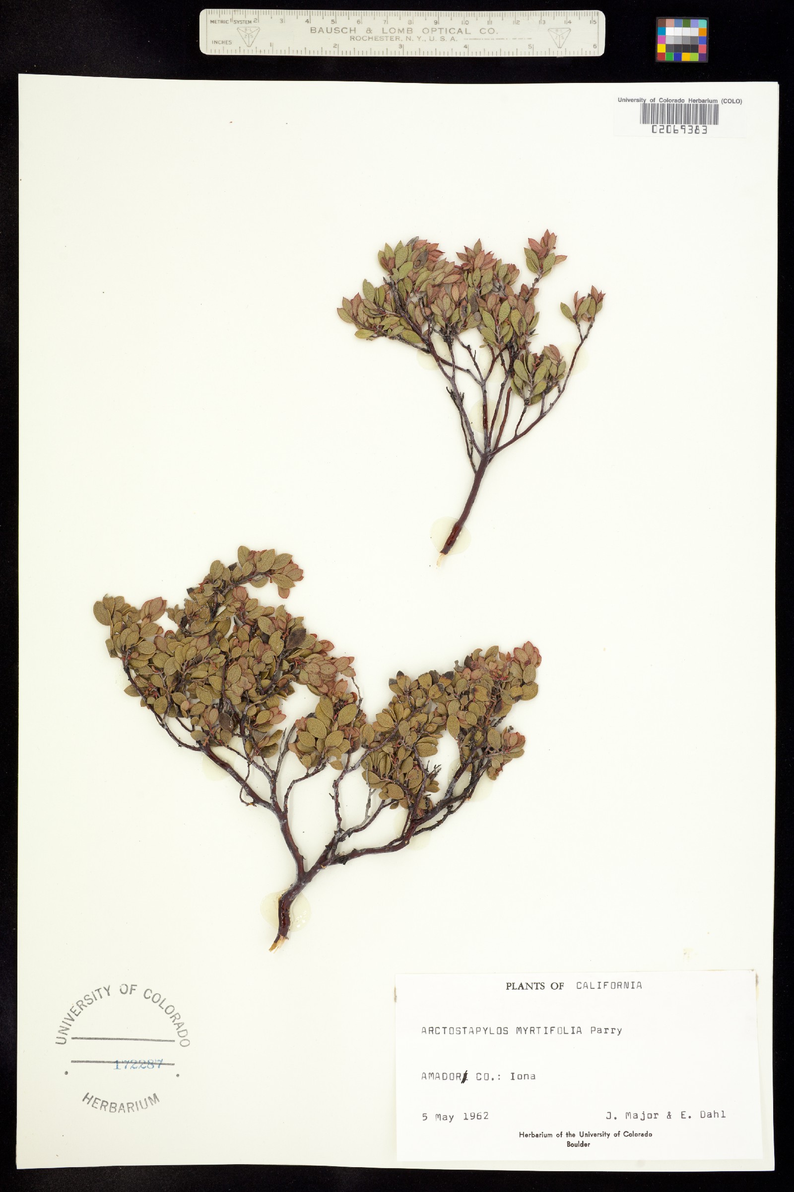 Arctostaphylos myrtifolia image