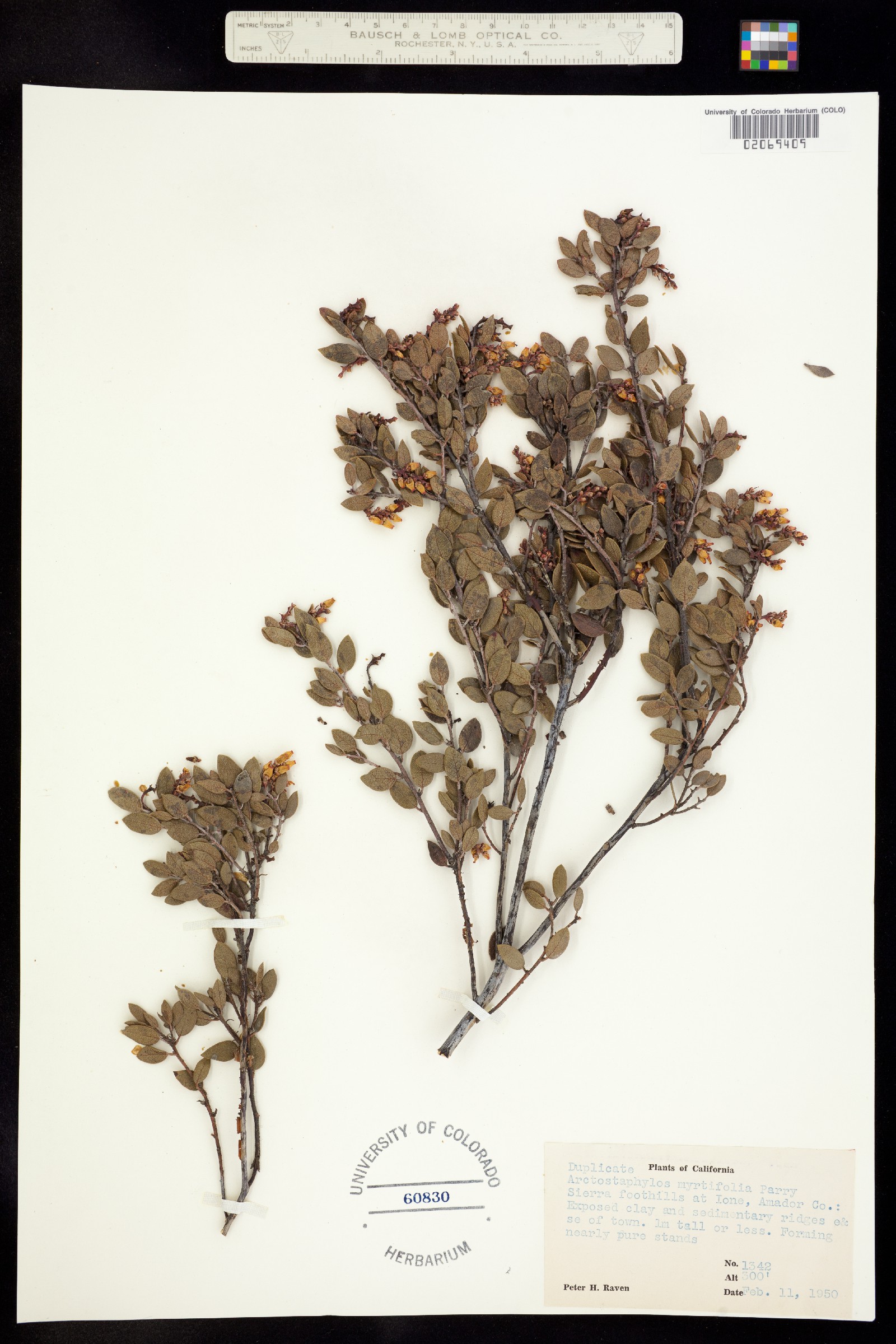 Arctostaphylos myrtifolia image