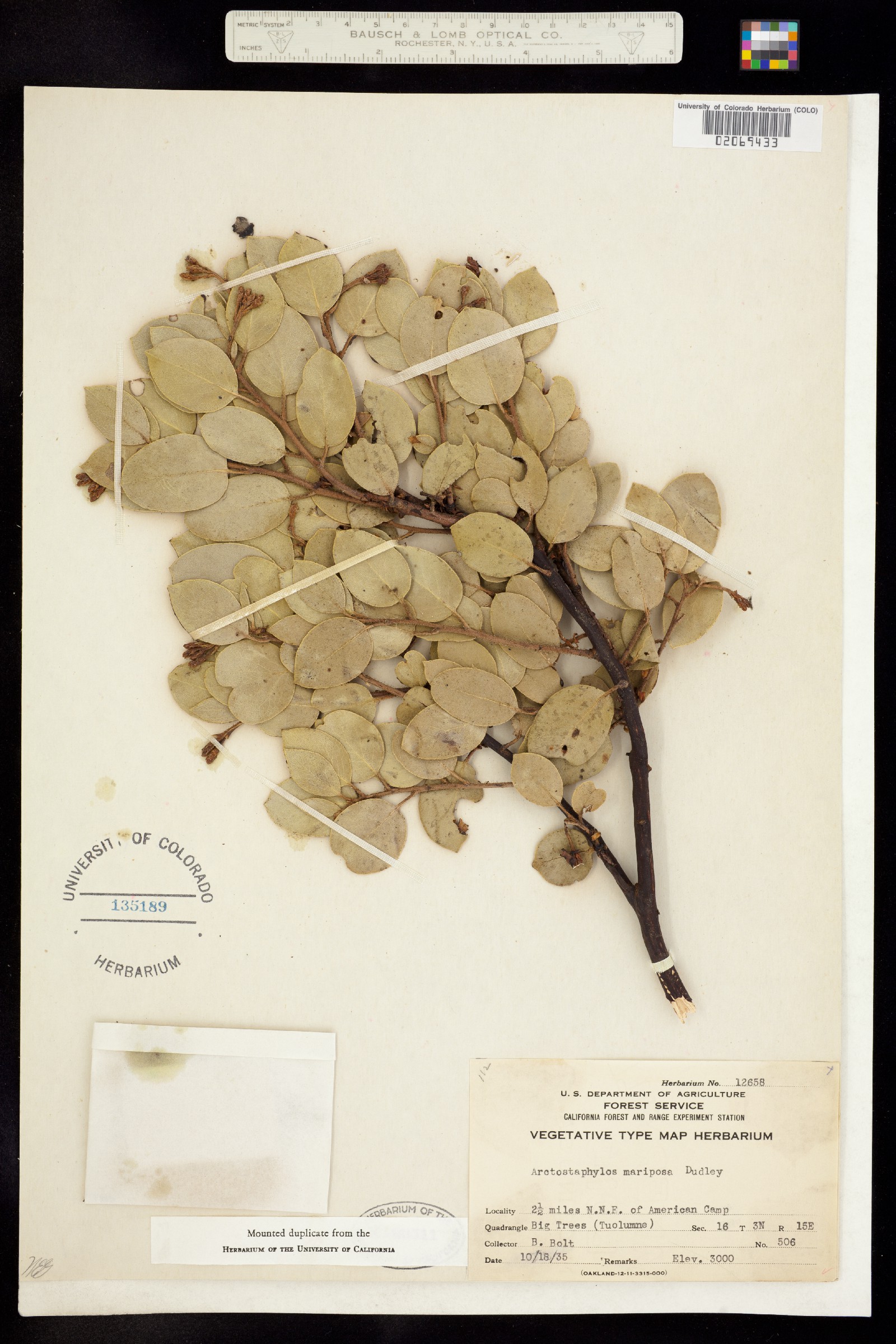 Arctostaphylos viscida ssp. mariposa image