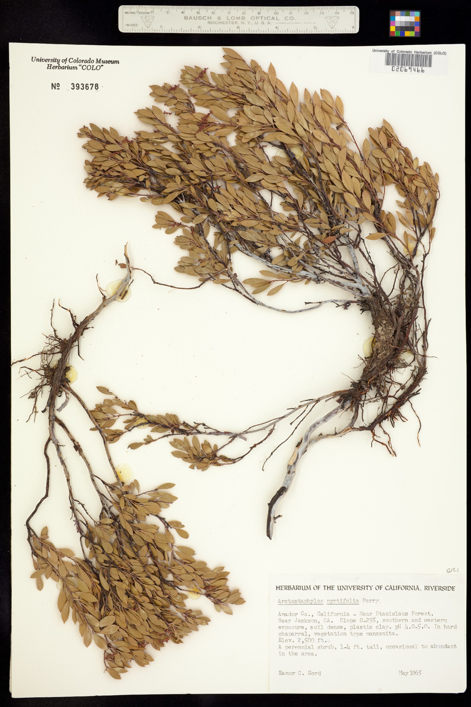 Arctostaphylos myrtifolia image