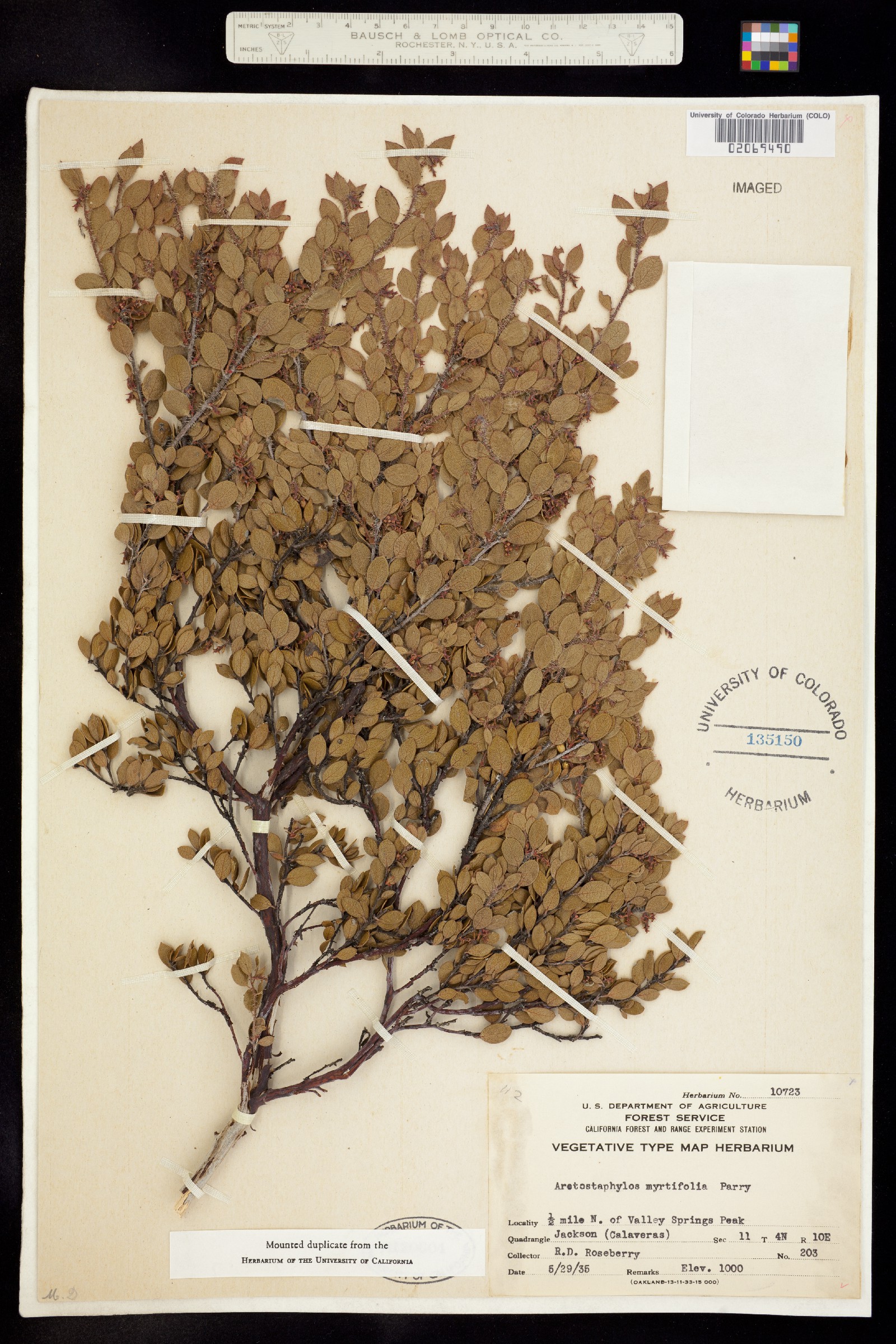 Arctostaphylos myrtifolia image