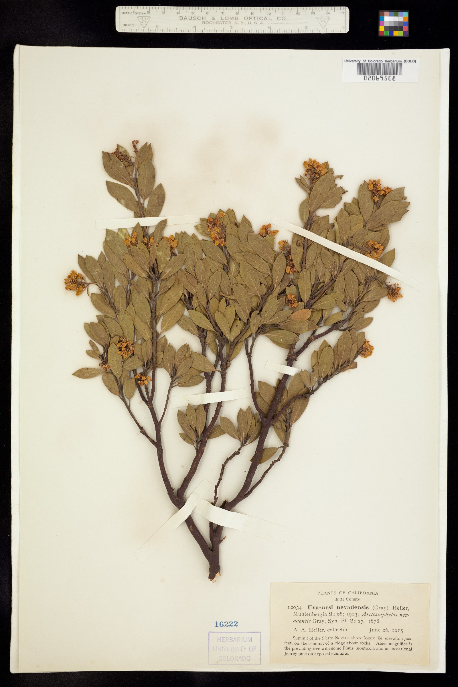 Arctostaphylos nevadensis image
