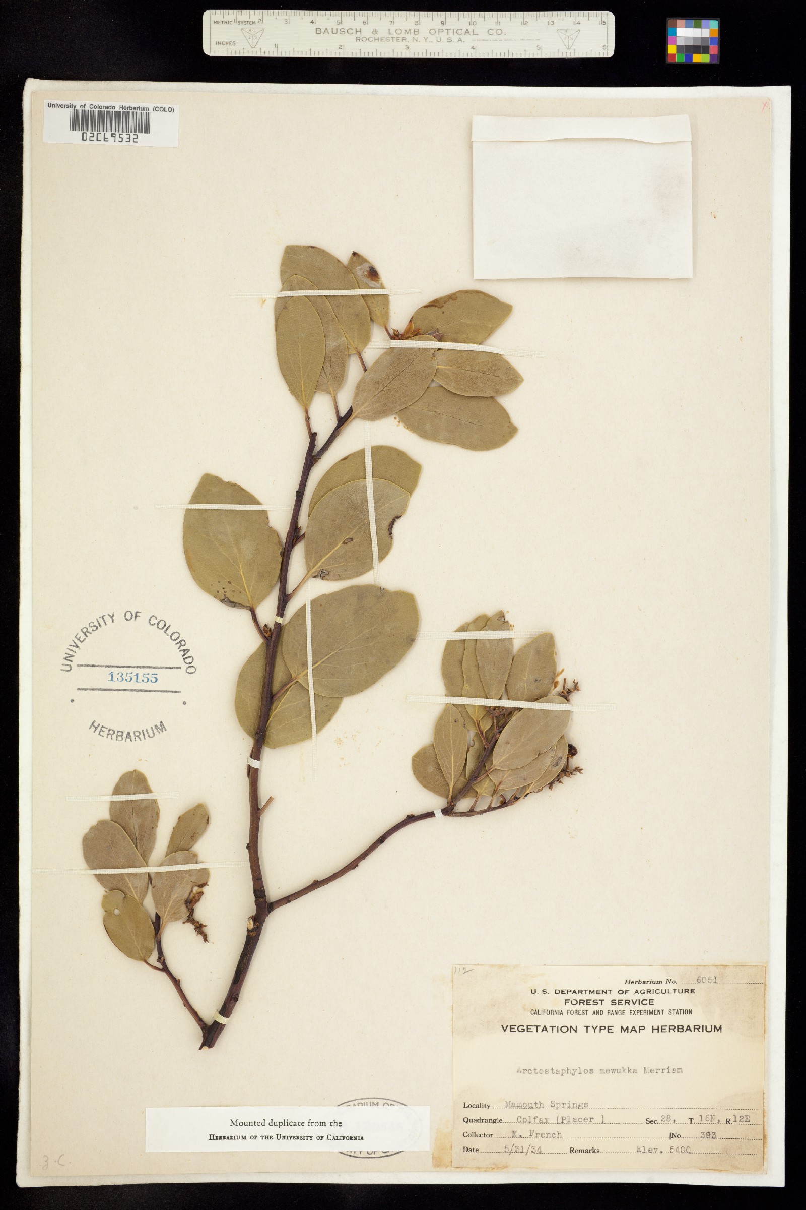 Arctostaphylos mewukka image