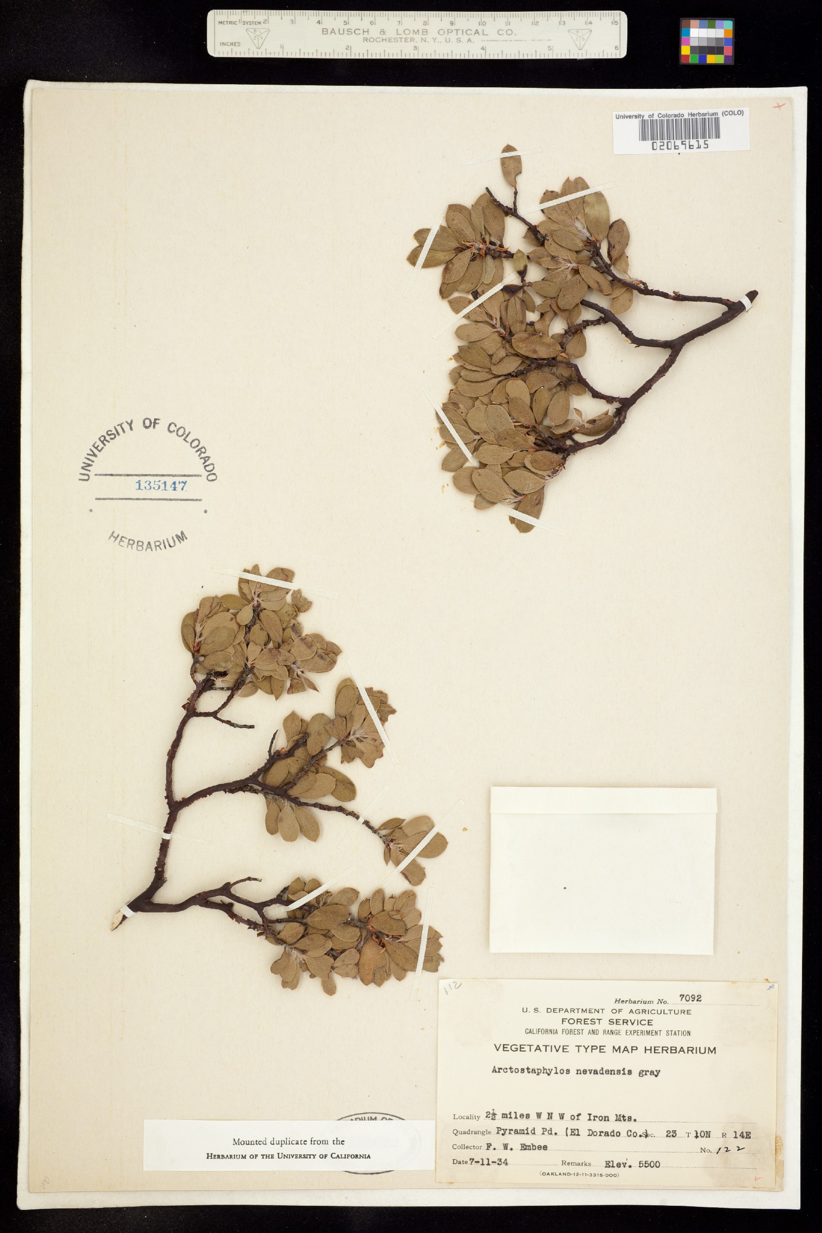 Arctostaphylos nevadensis image