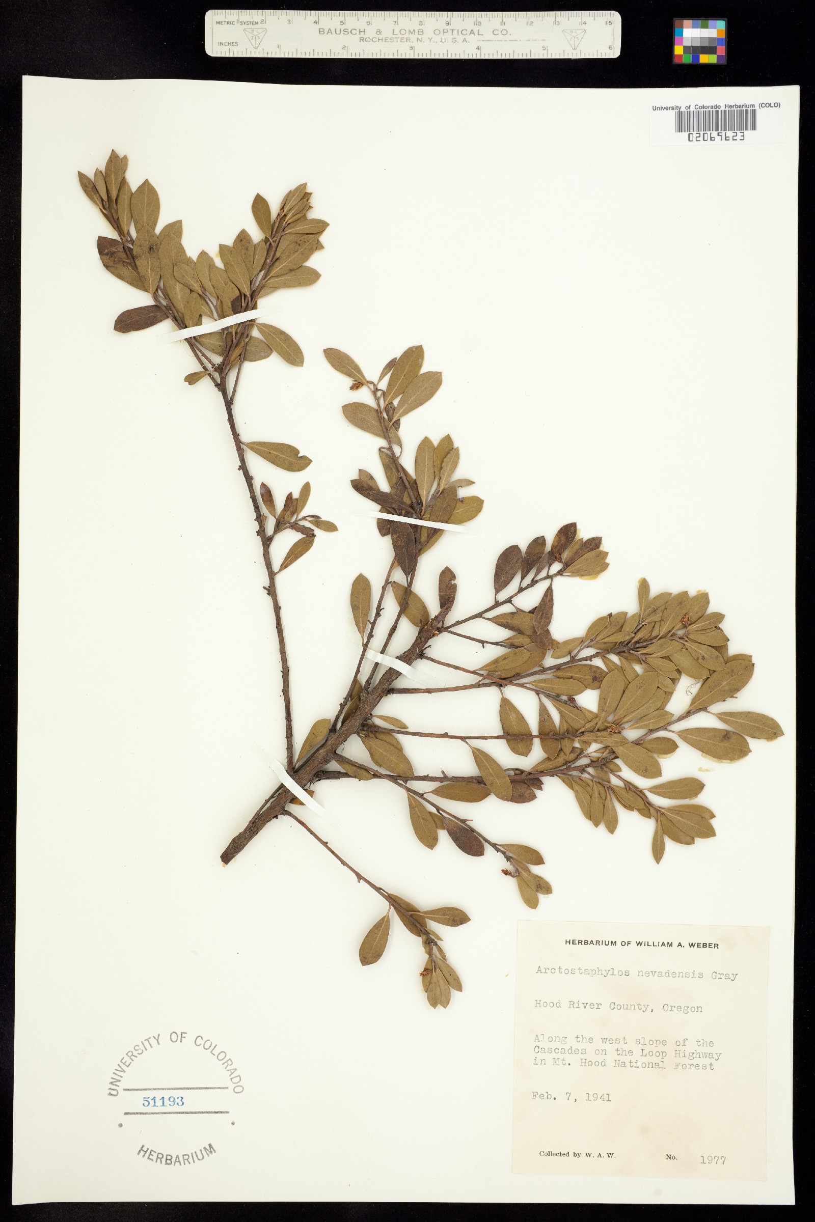 Arctostaphylos nevadensis image