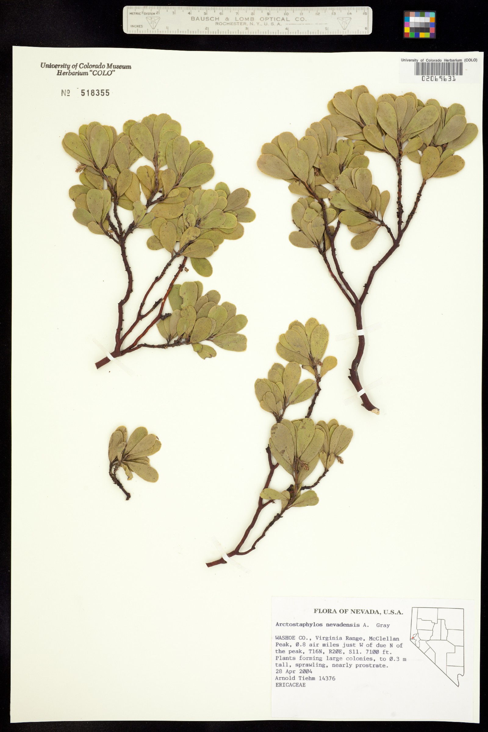 Arctostaphylos nevadensis image