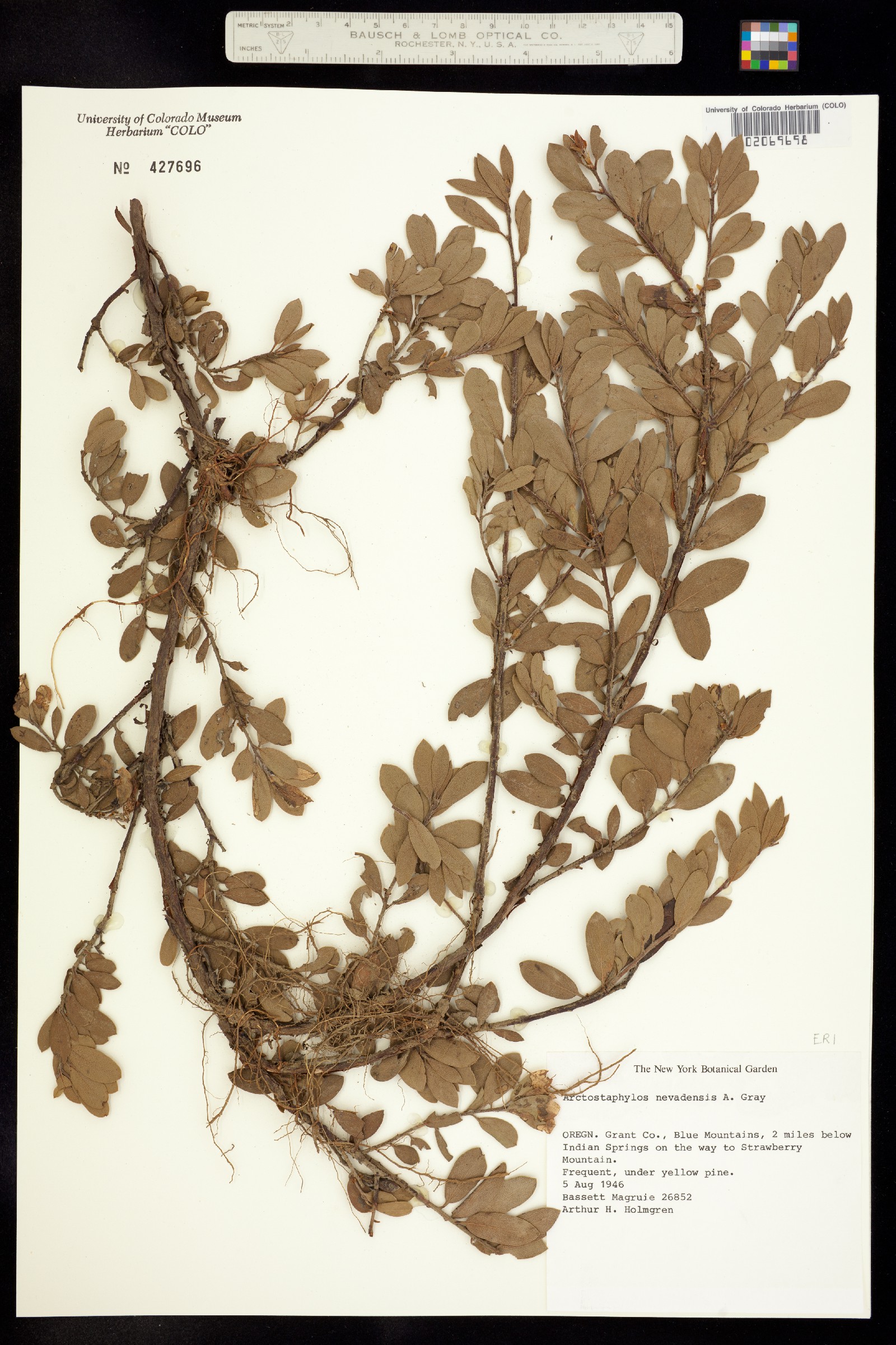 Arctostaphylos nevadensis image