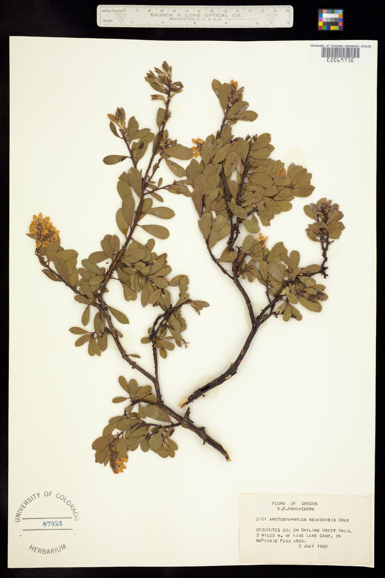 Arctostaphylos nevadensis image