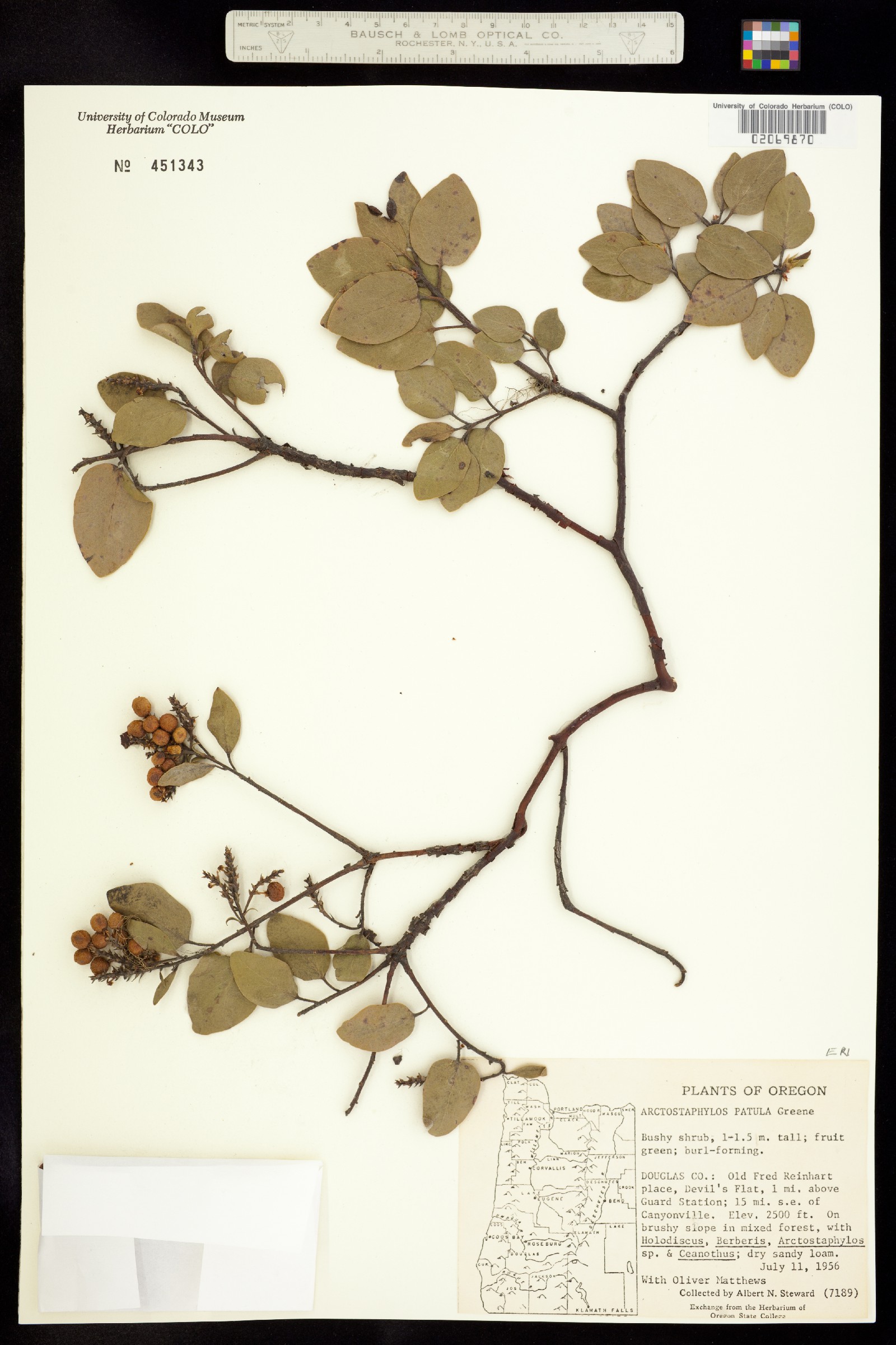 Arctostaphylos patula image