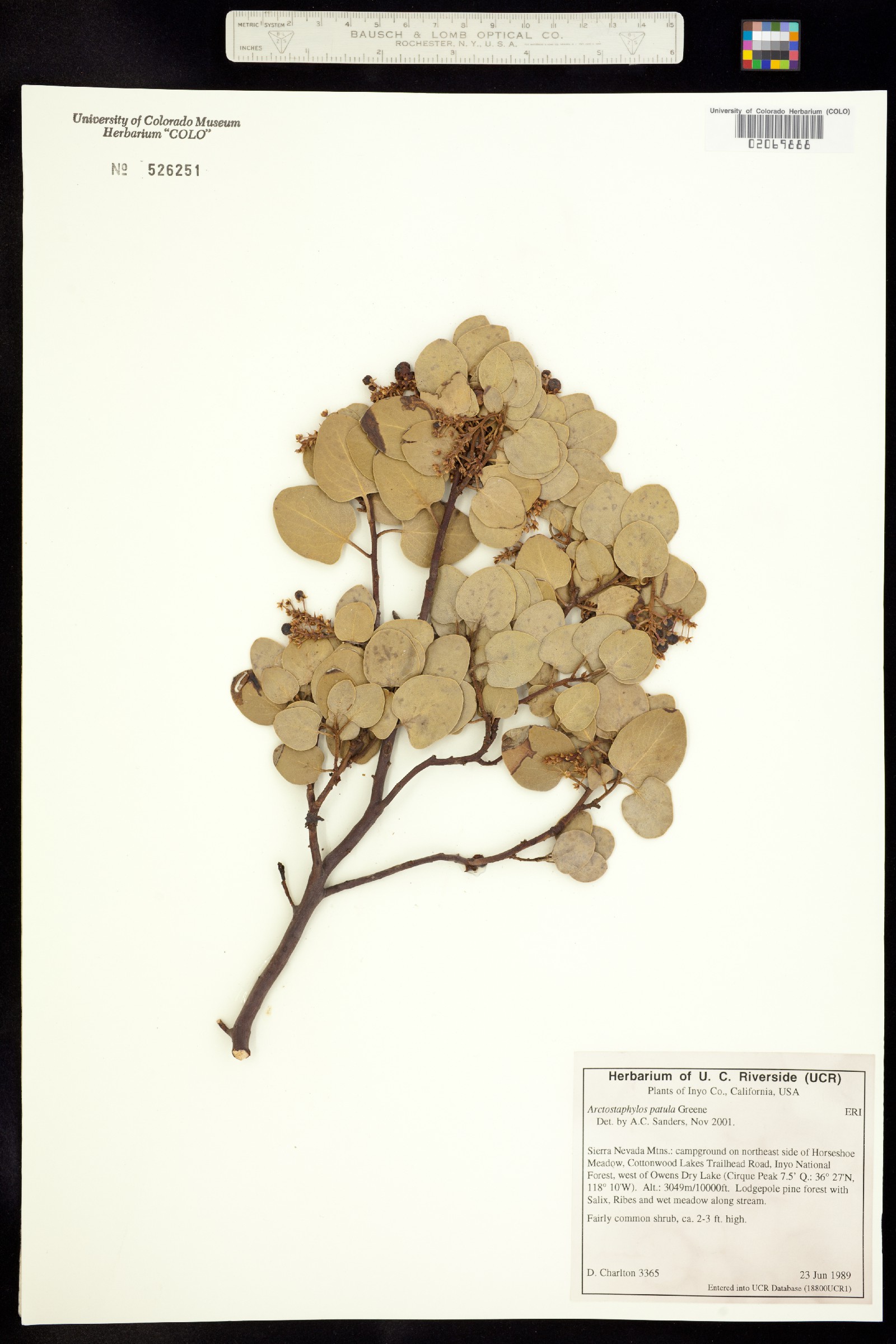 Arctostaphylos patula image