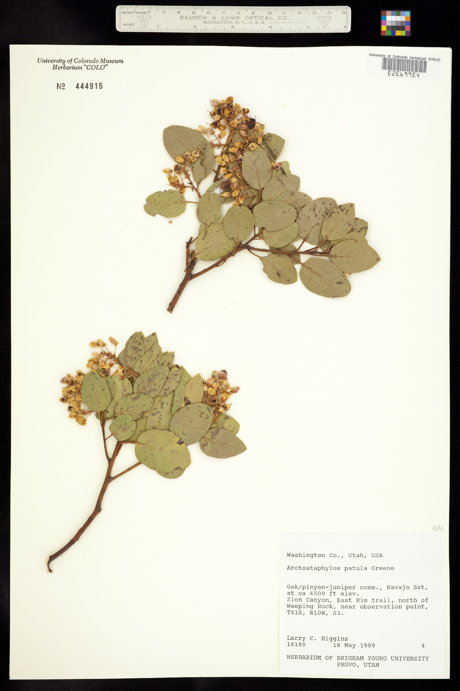 Arctostaphylos patula image