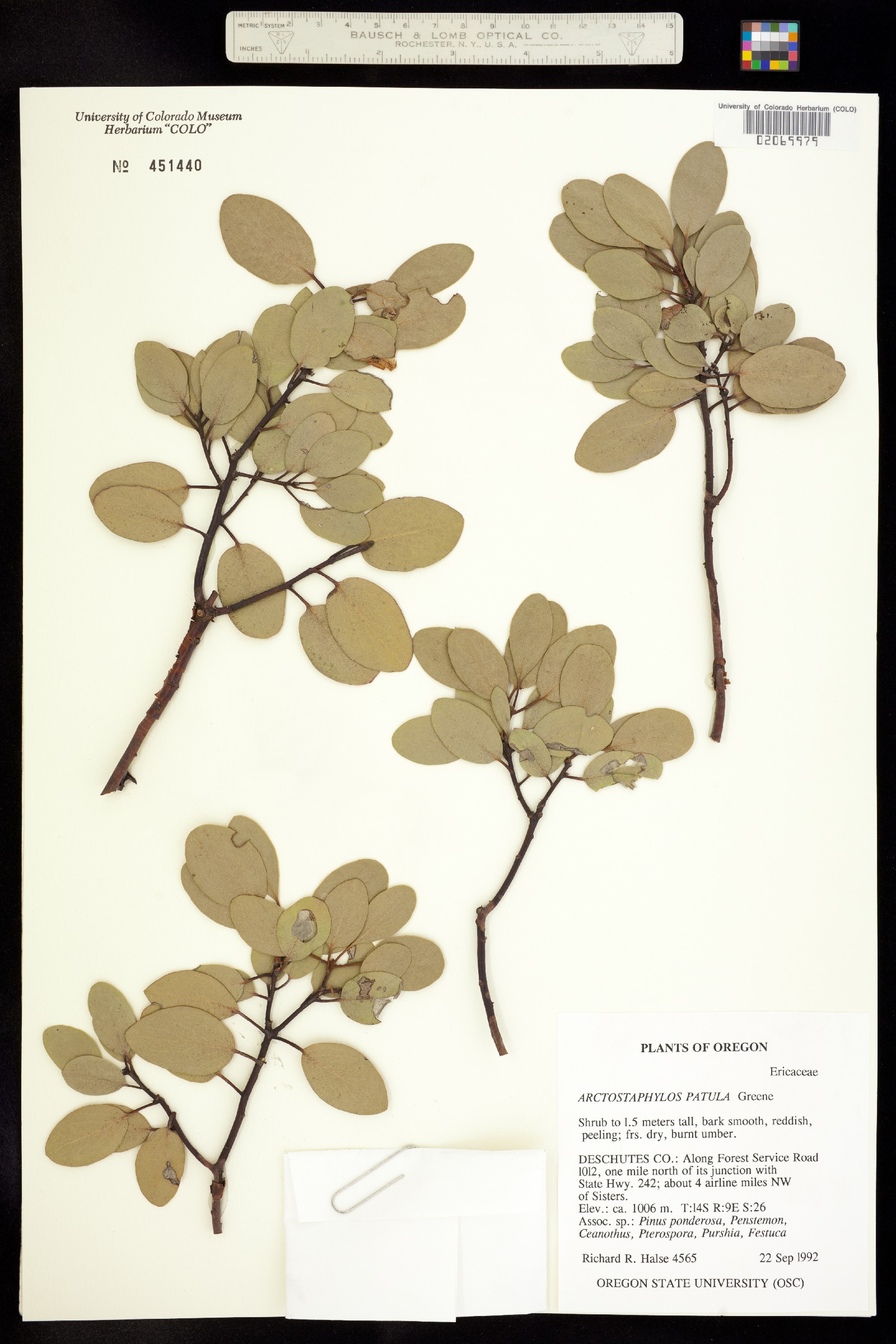 Arctostaphylos patula image