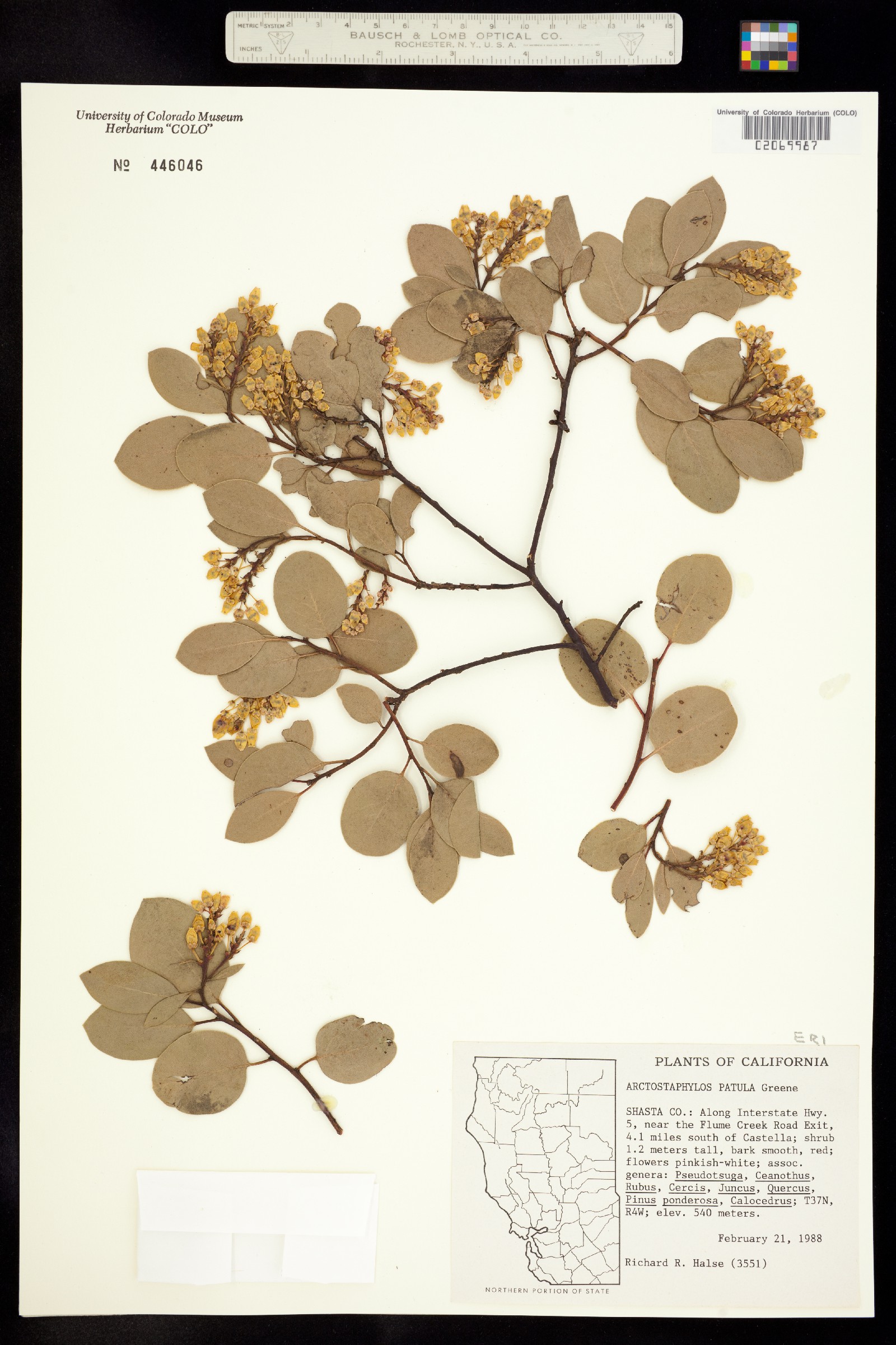Arctostaphylos patula image