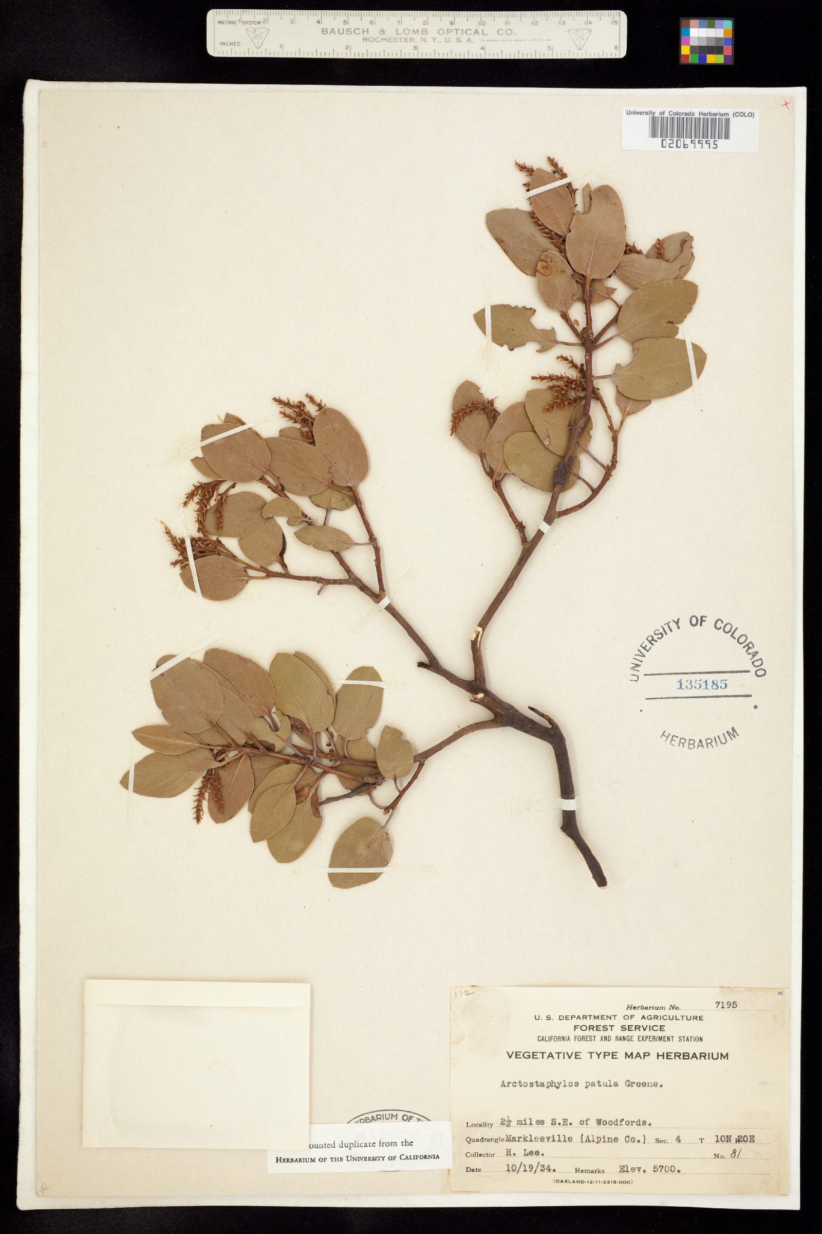 Arctostaphylos patula image