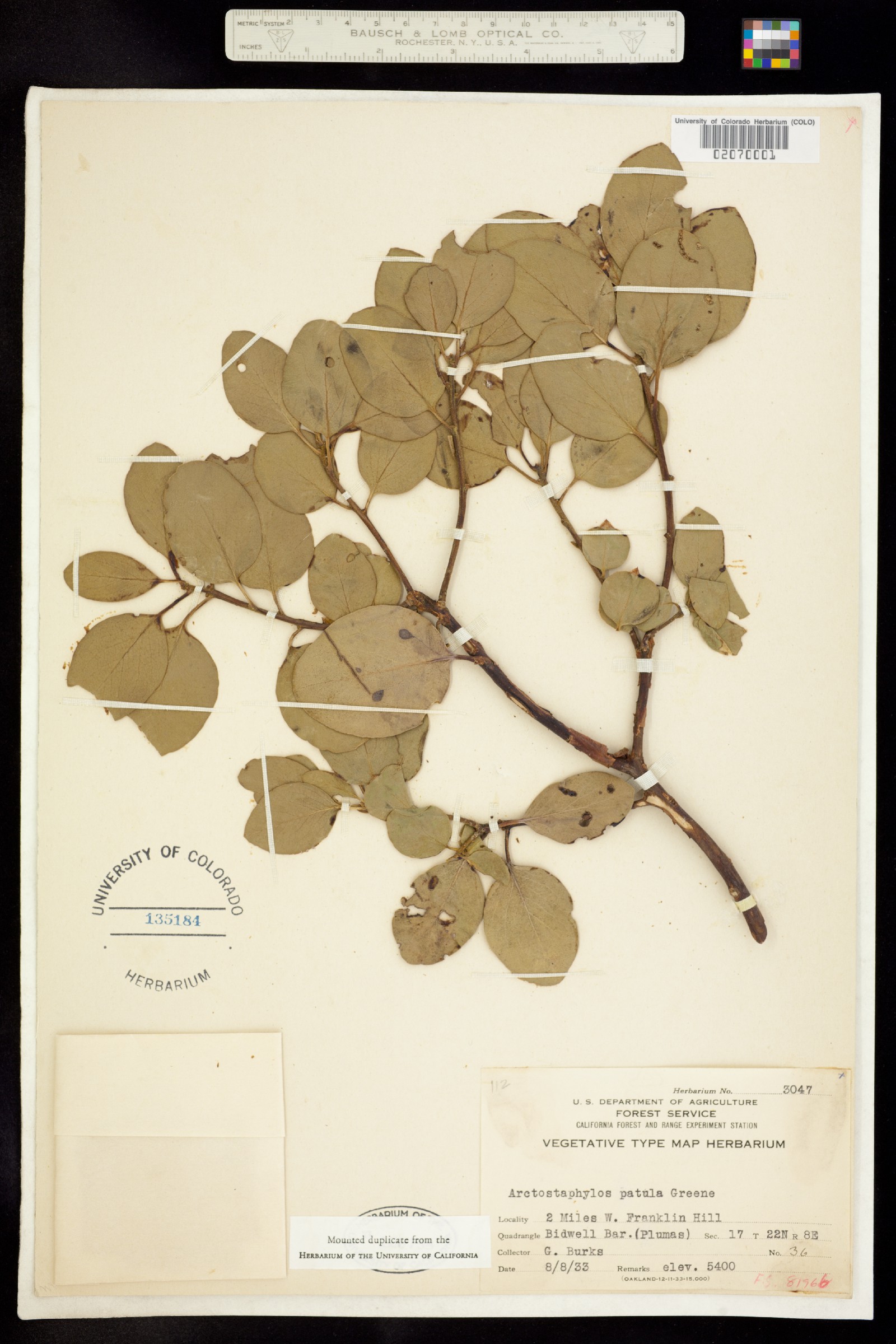 Arctostaphylos patula image