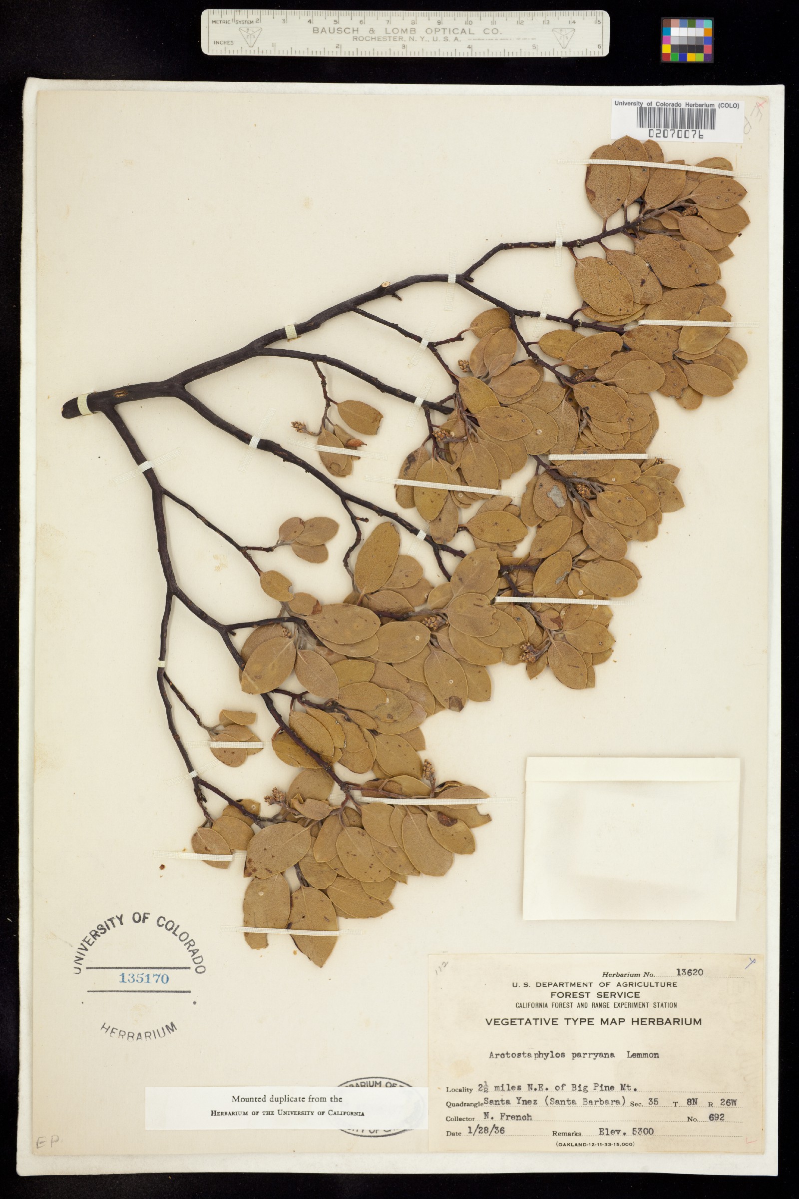 Arctostaphylos parryana image
