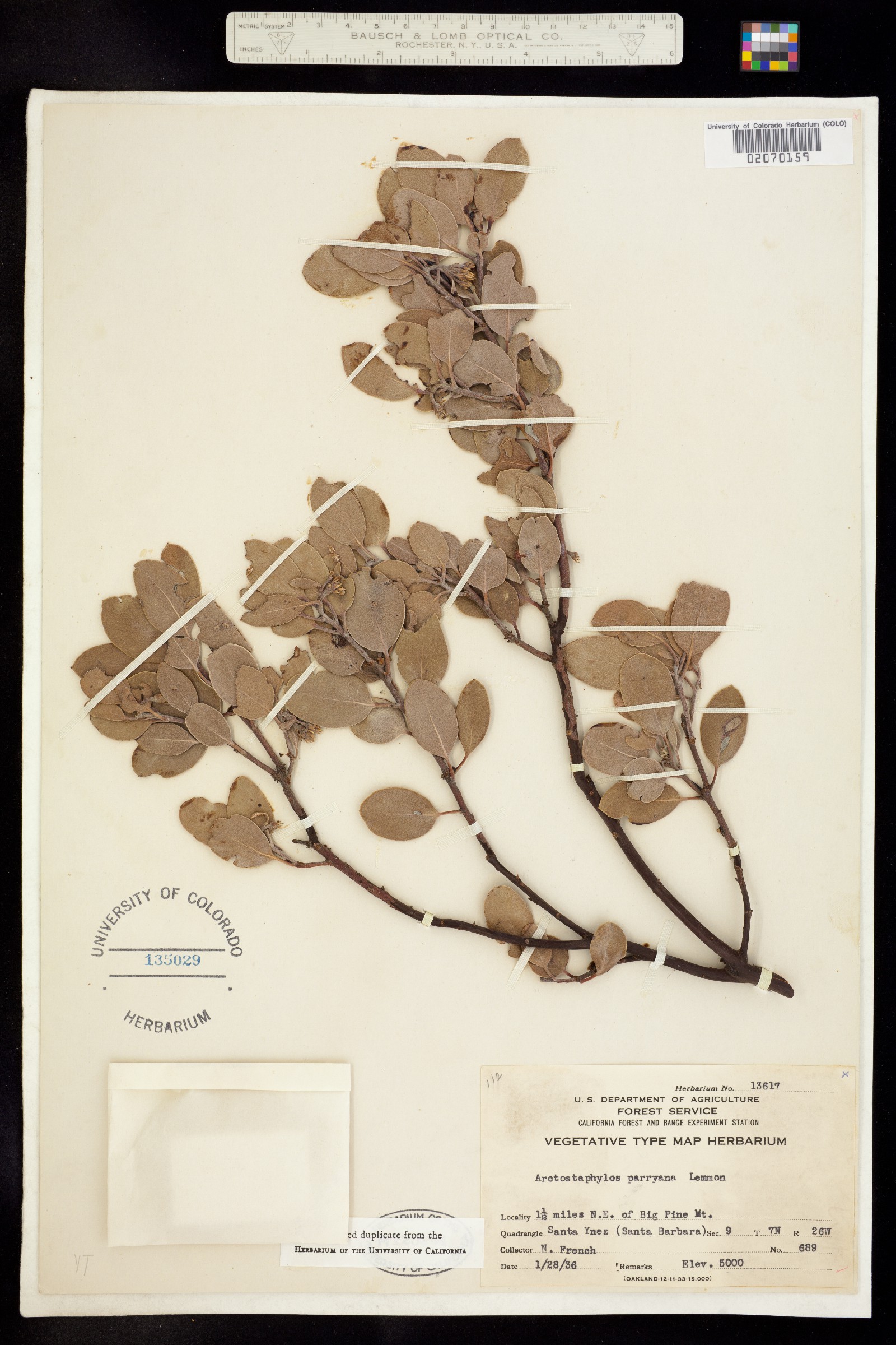 Arctostaphylos parryana image