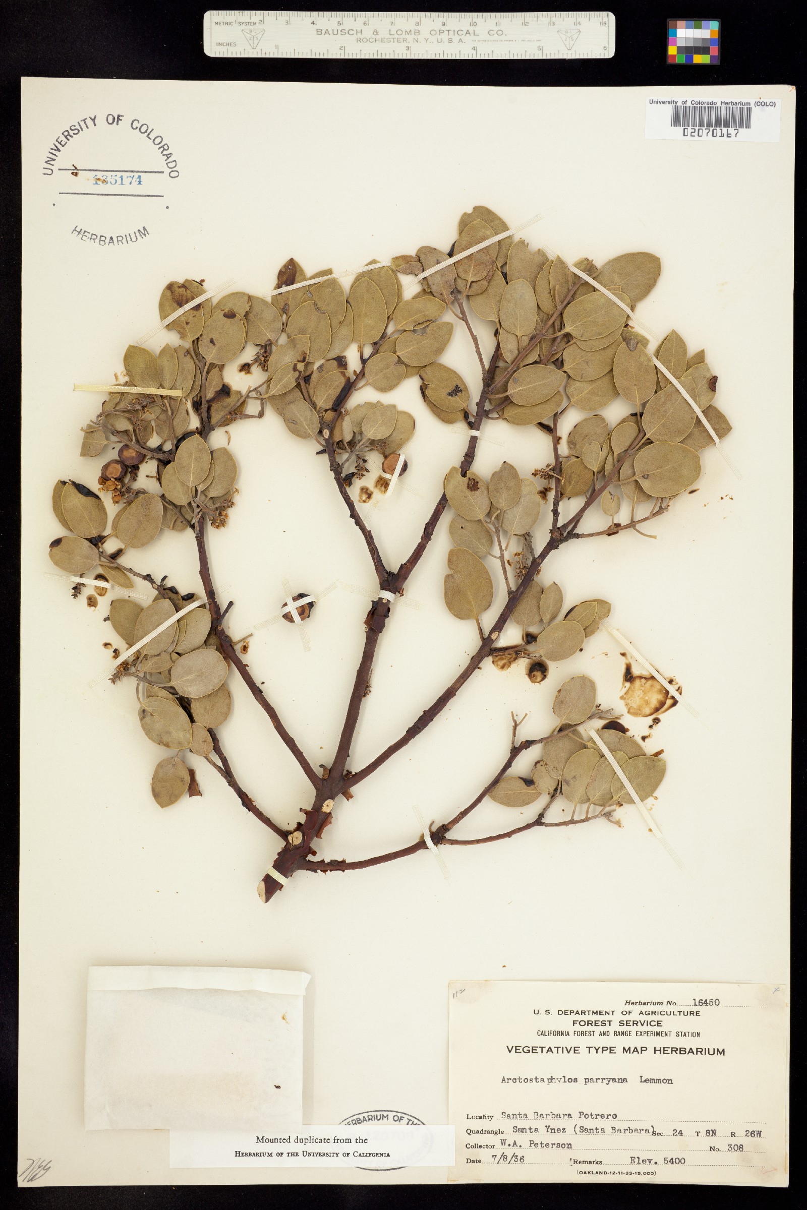 Arctostaphylos parryana image