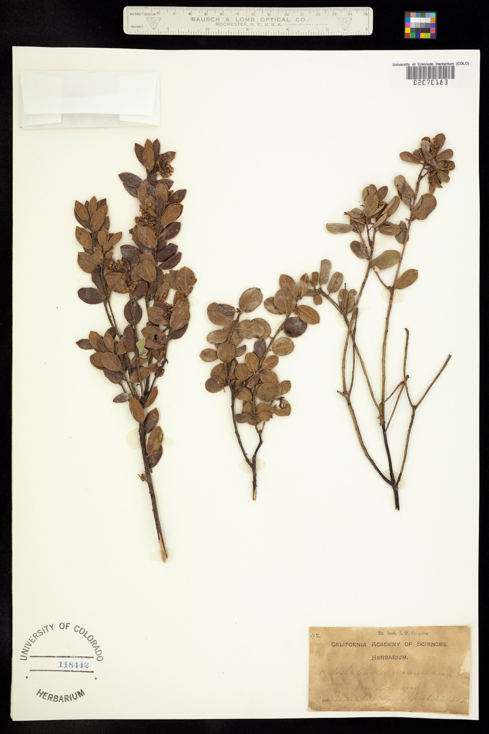 Arctostaphylos nummularia image