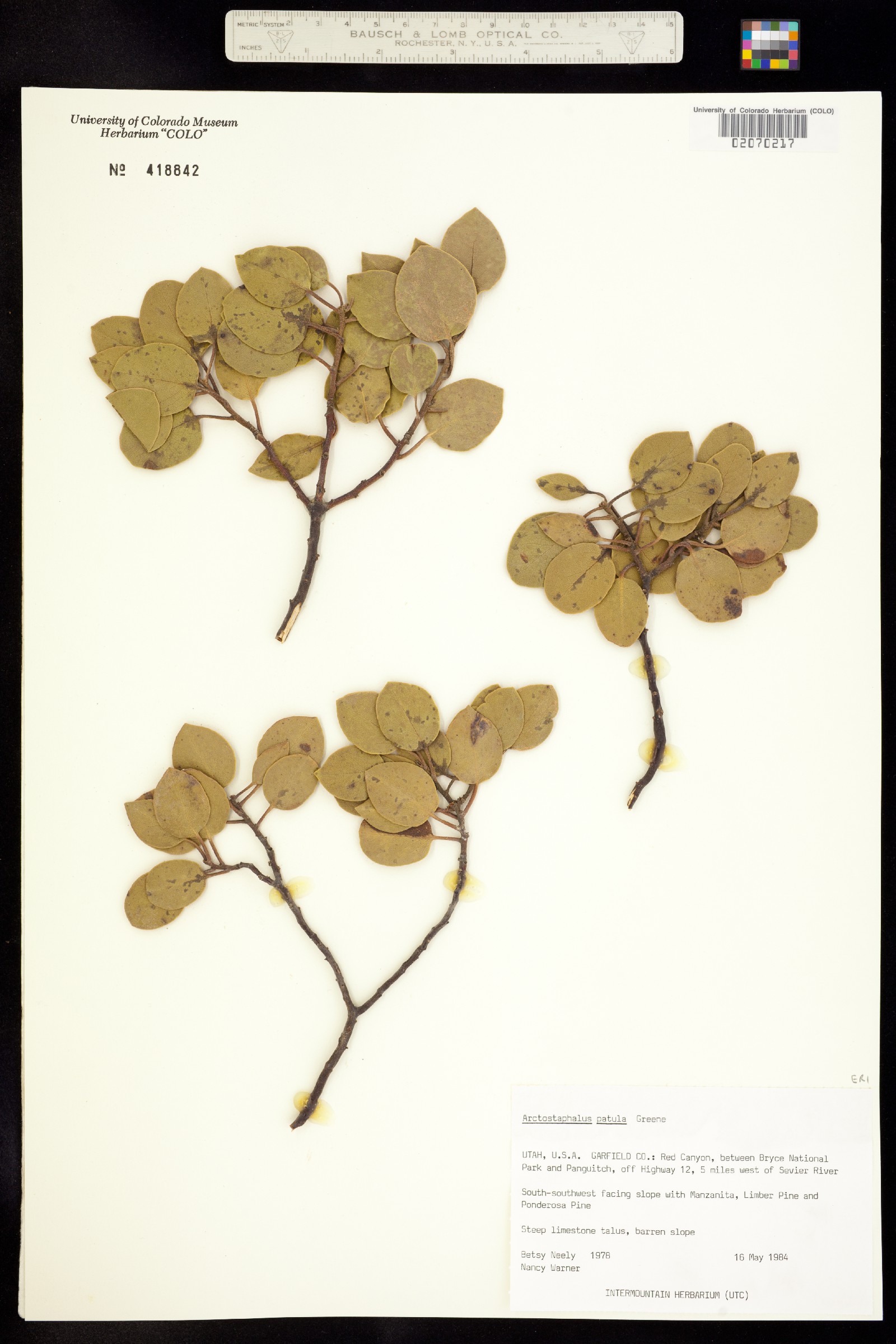 Arctostaphylos patula image