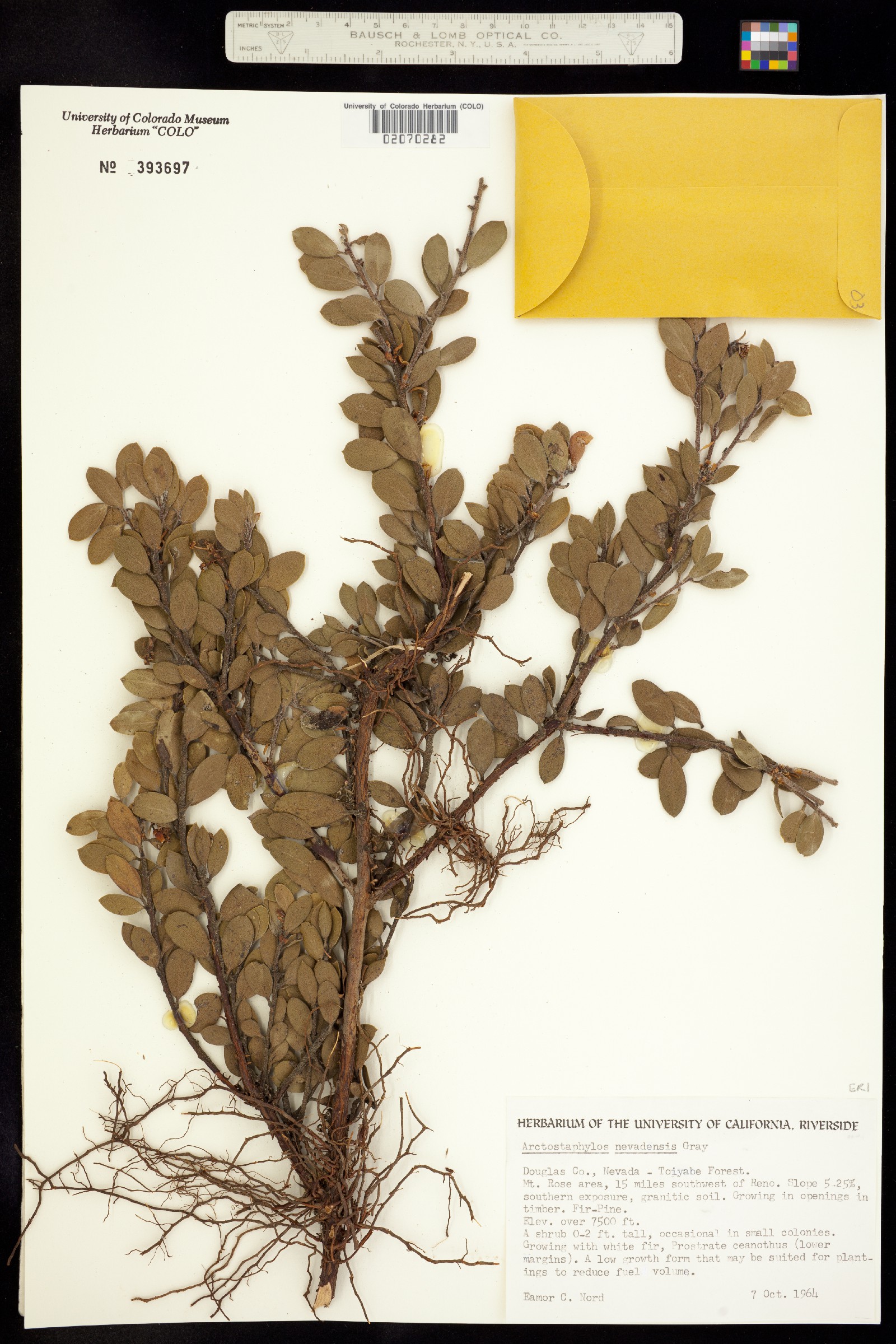 Arctostaphylos nevadensis image