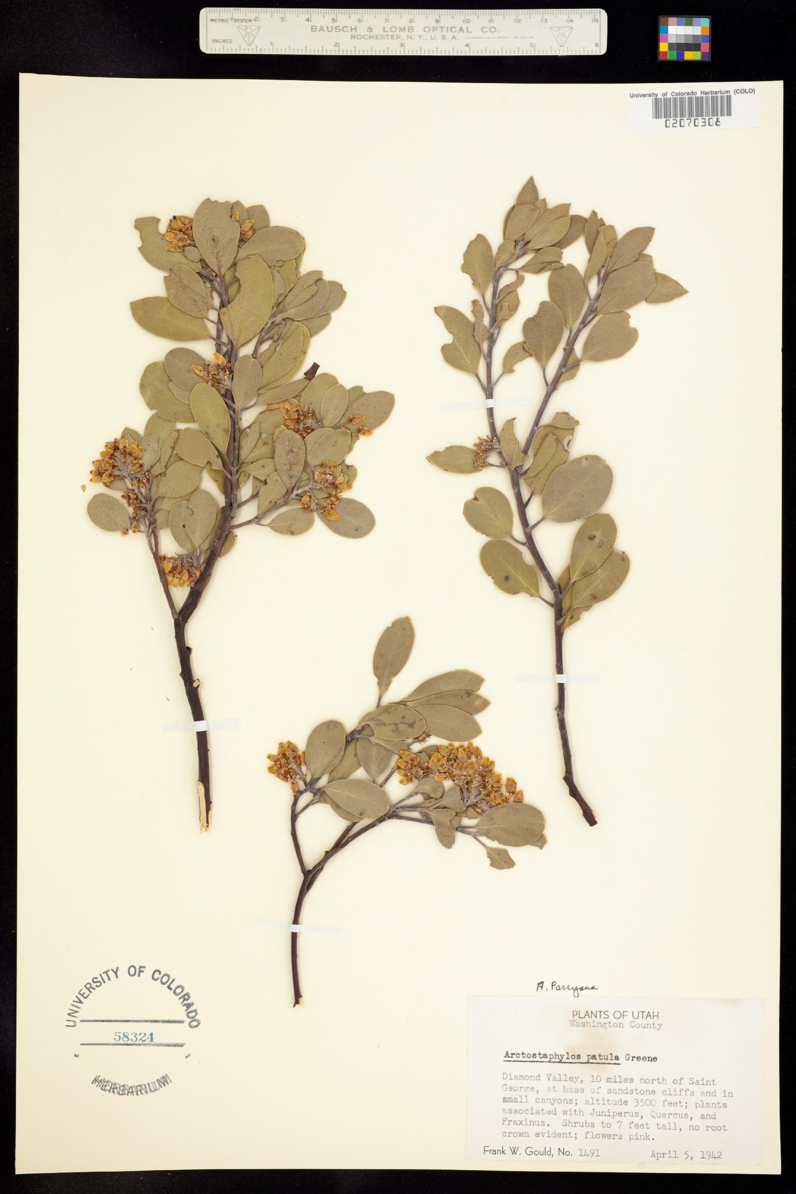 Arctostaphylos parryana image