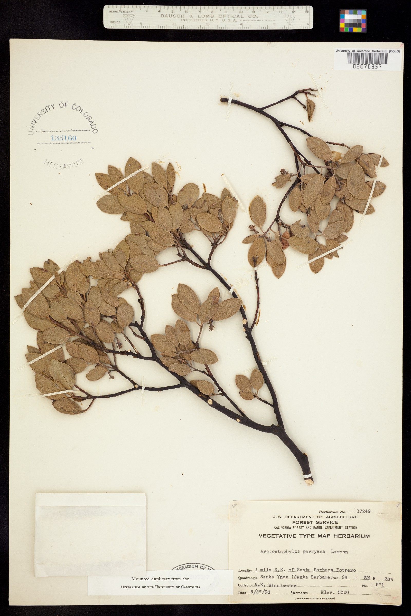 Arctostaphylos parryana image