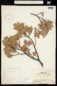 Arctostaphylos parryana image