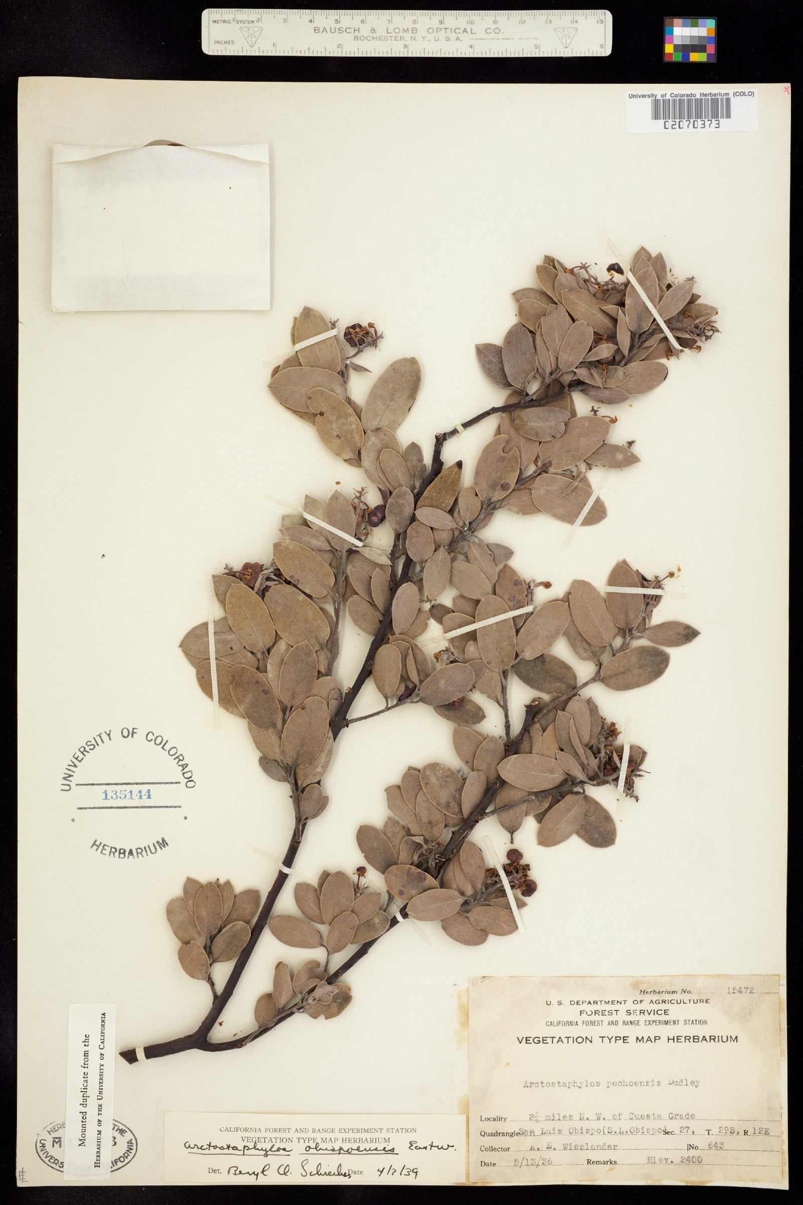 Arctostaphylos obispoensis image