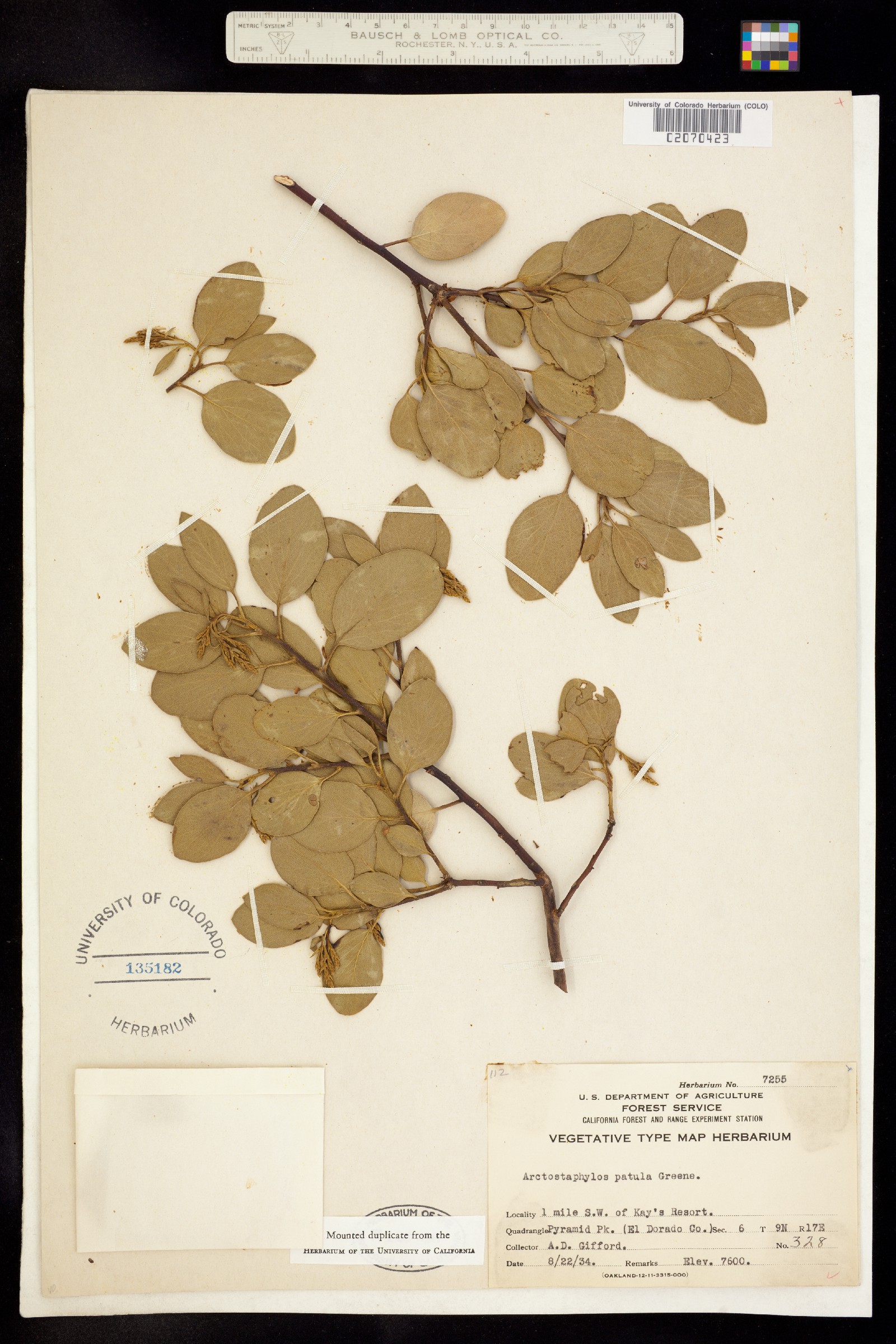 Arctostaphylos patula image