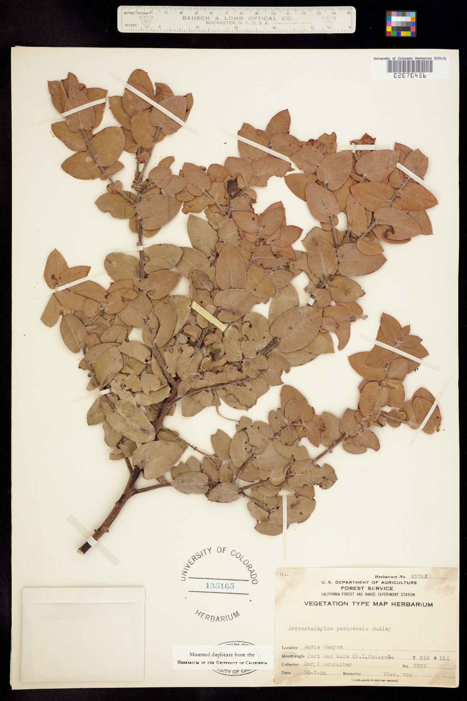 Arctostaphylos pechoensis image
