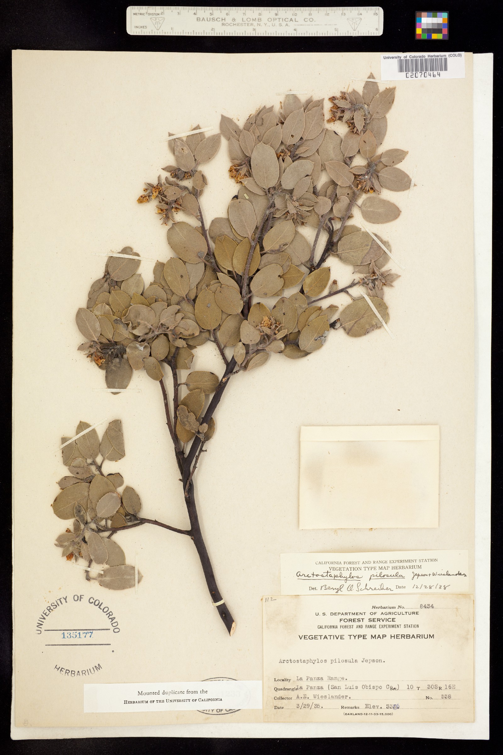 Arctostaphylos pilosula image